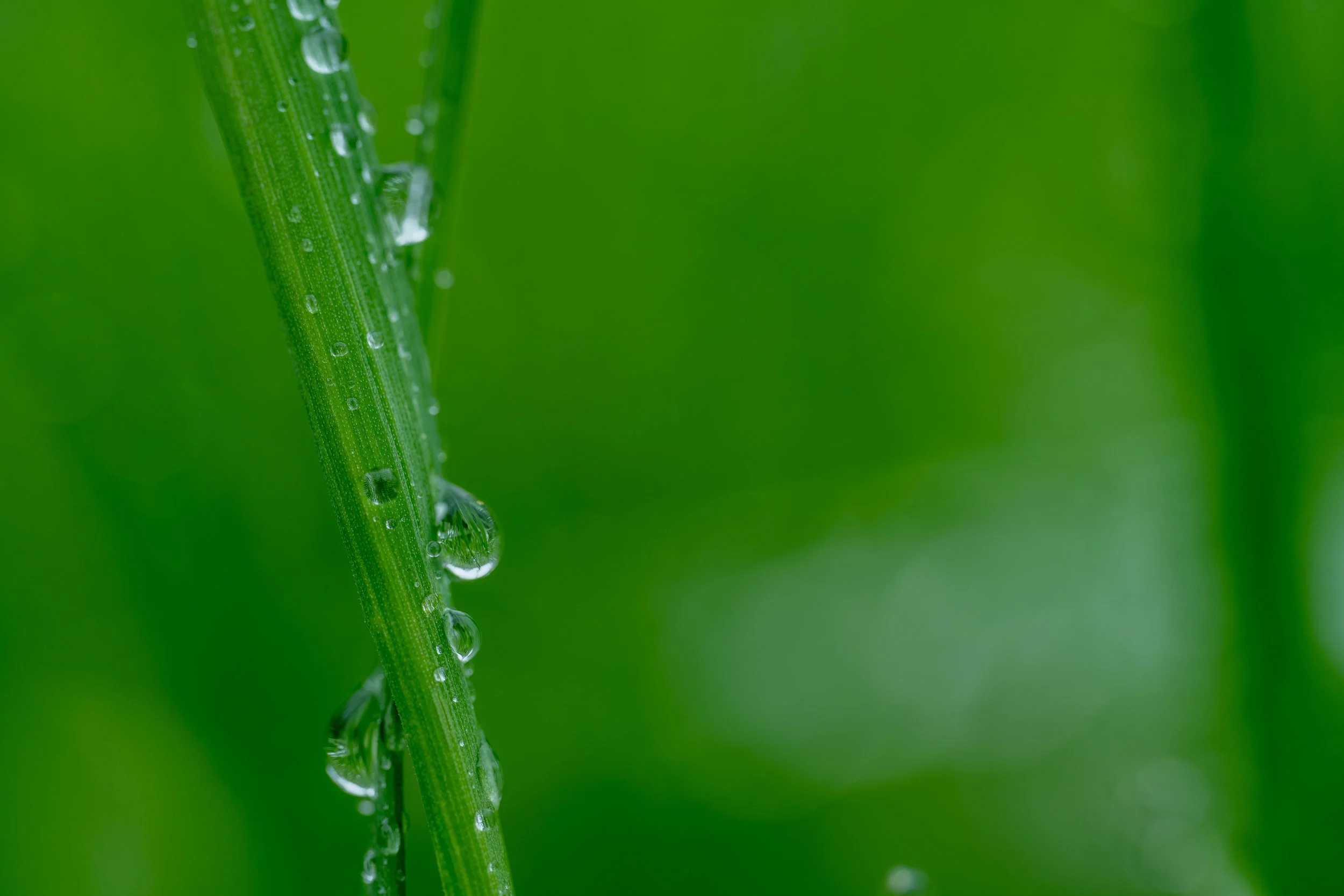 Webseite Portfolio Blumen 010.jpg