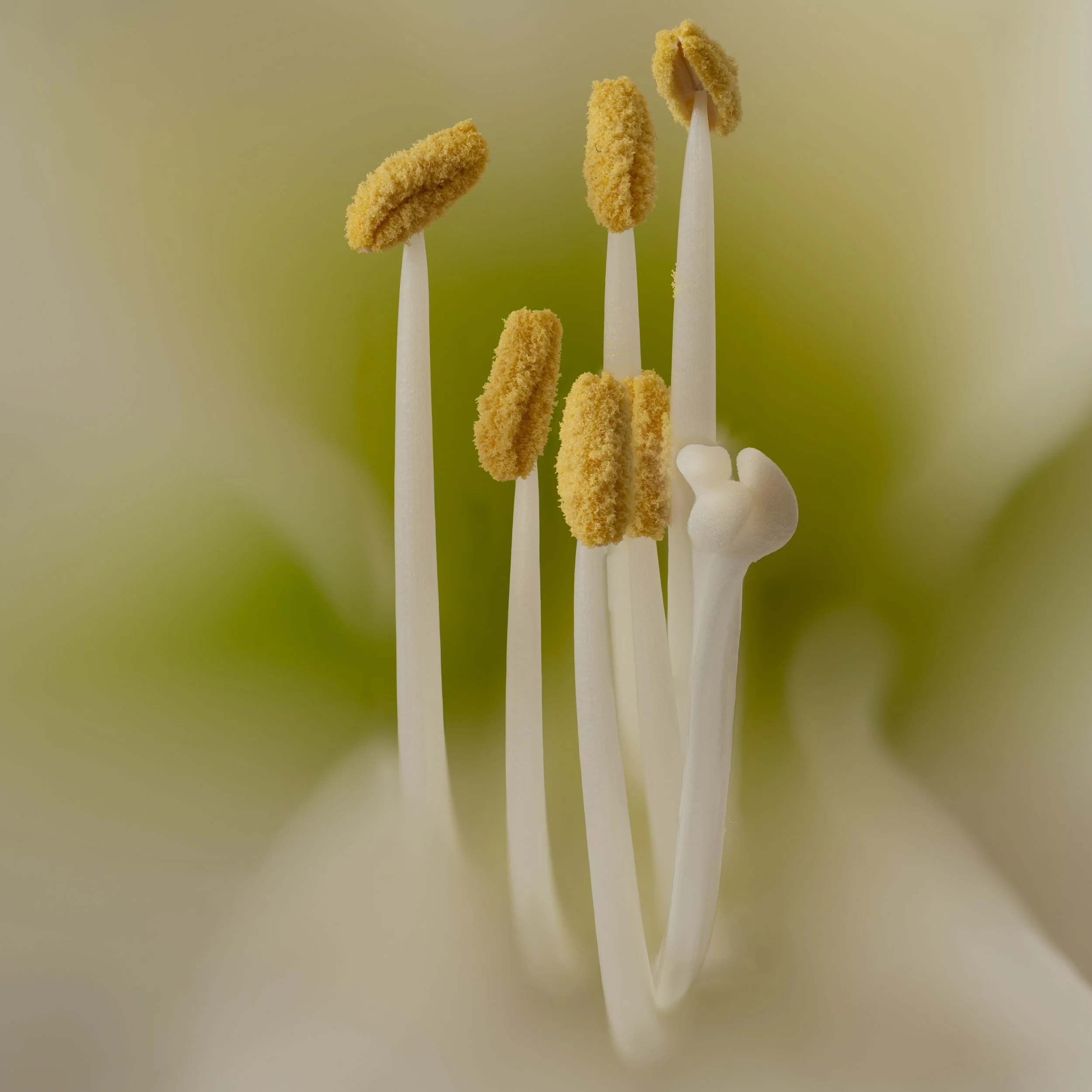 Webseite Portfolio Blumen 024.jpg