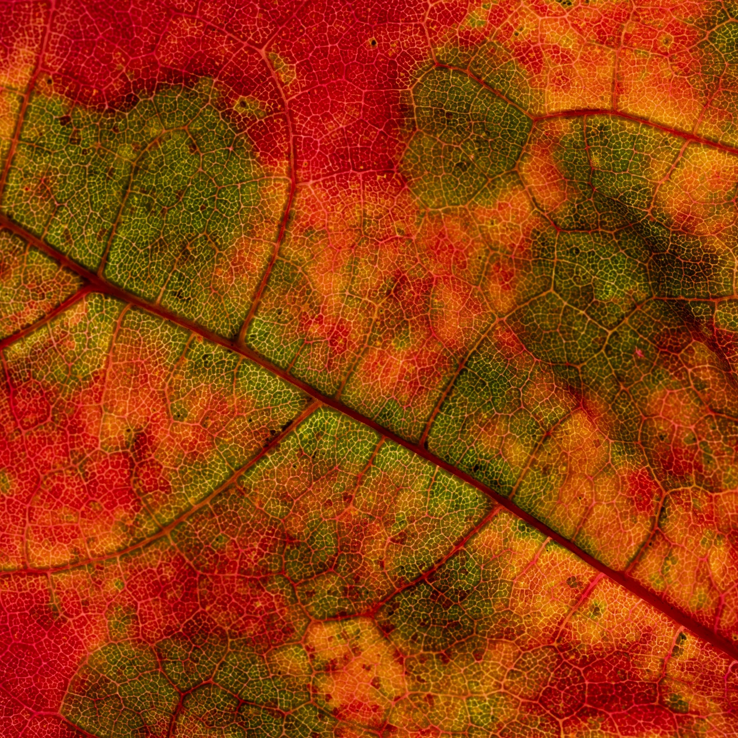 Webseite Portfolio Blumen 002.jpg