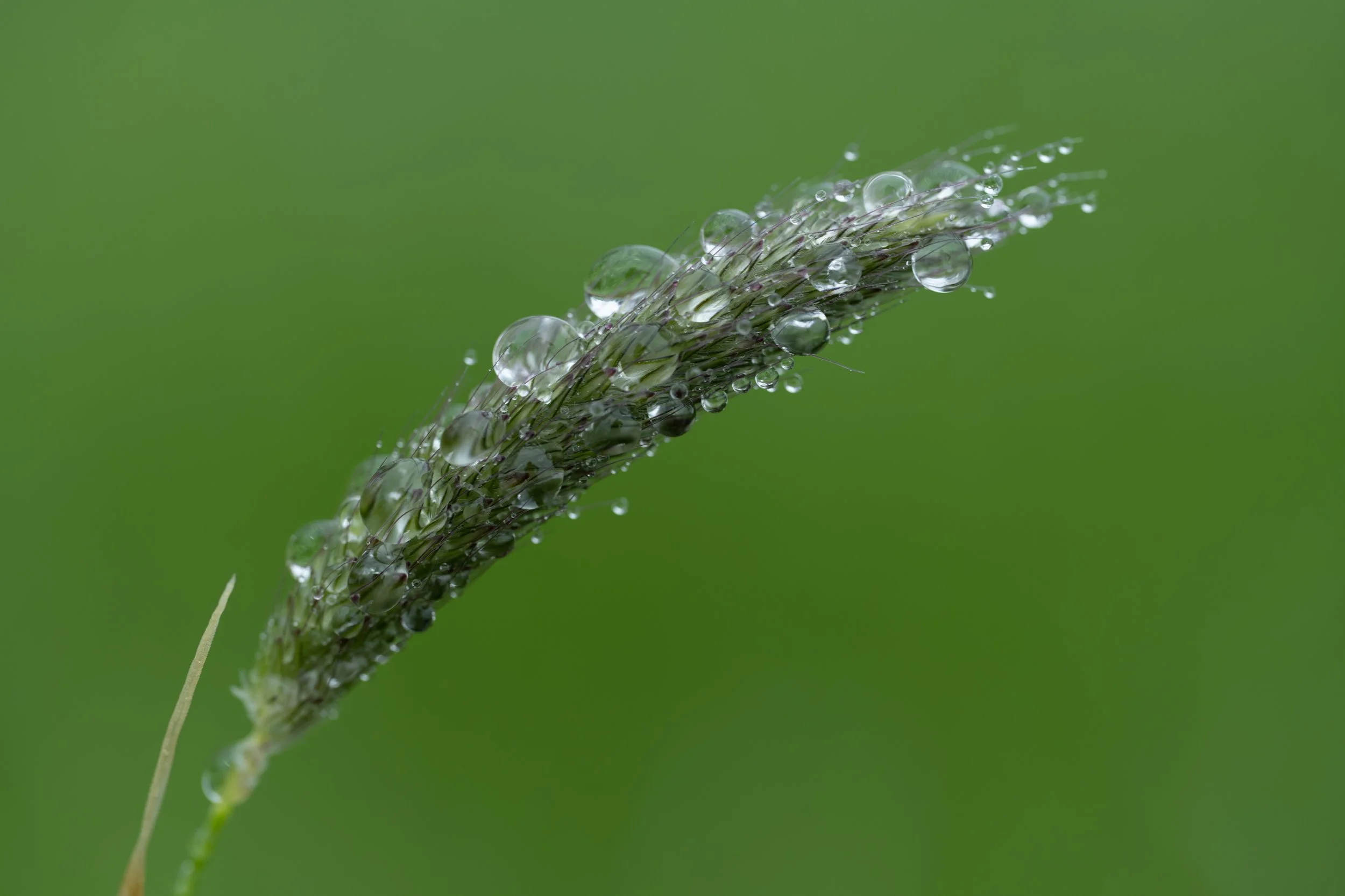 Webseite Portfolio Blumen 009.jpg