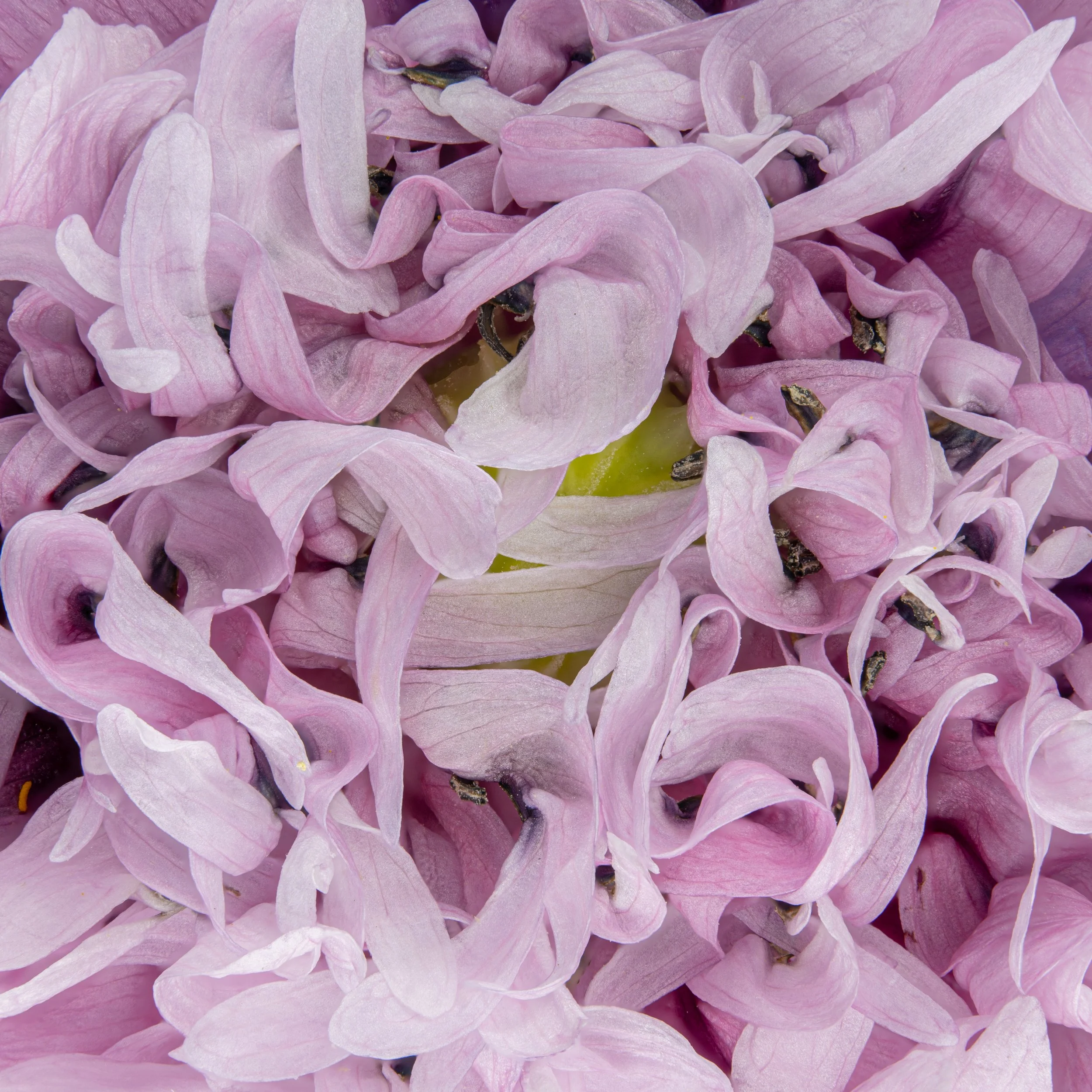 Webseite Portfolio Blumen 019.jpg