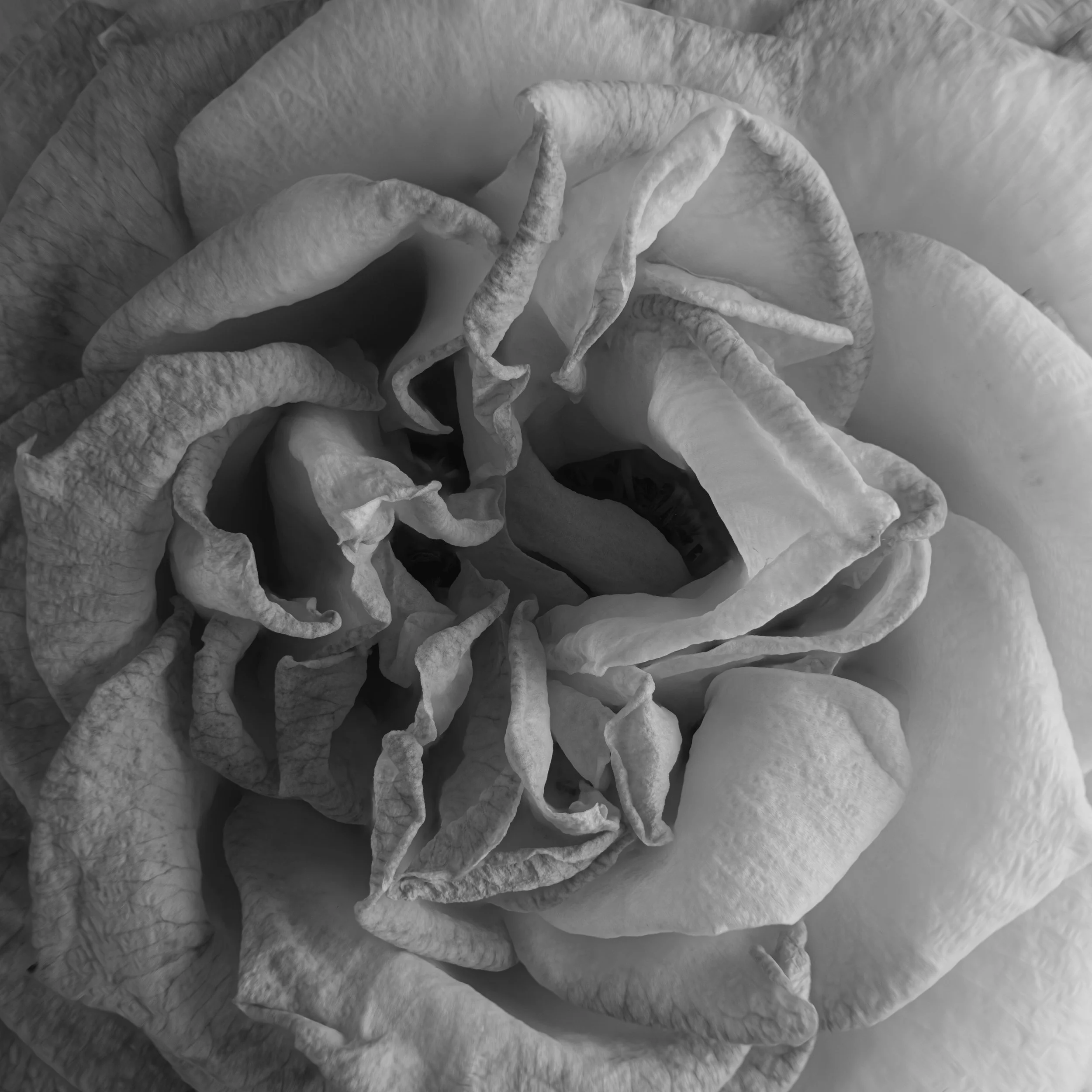 Webseite Portfolio Blumen 017.jpg