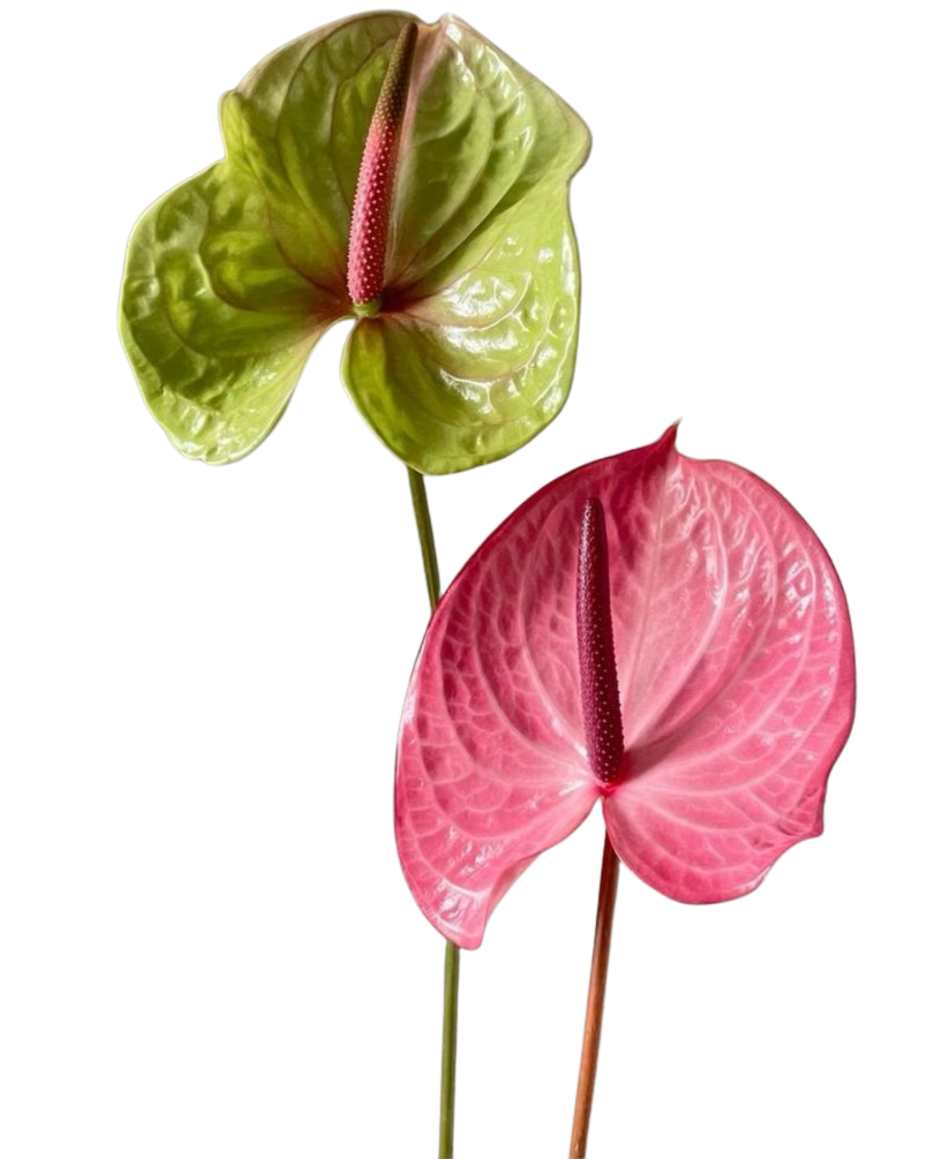Close-up view of a pink and green anthurium flower with smooth, shiny leaves, a pink spadix, and a pink spathe with intricate vein patterns.
