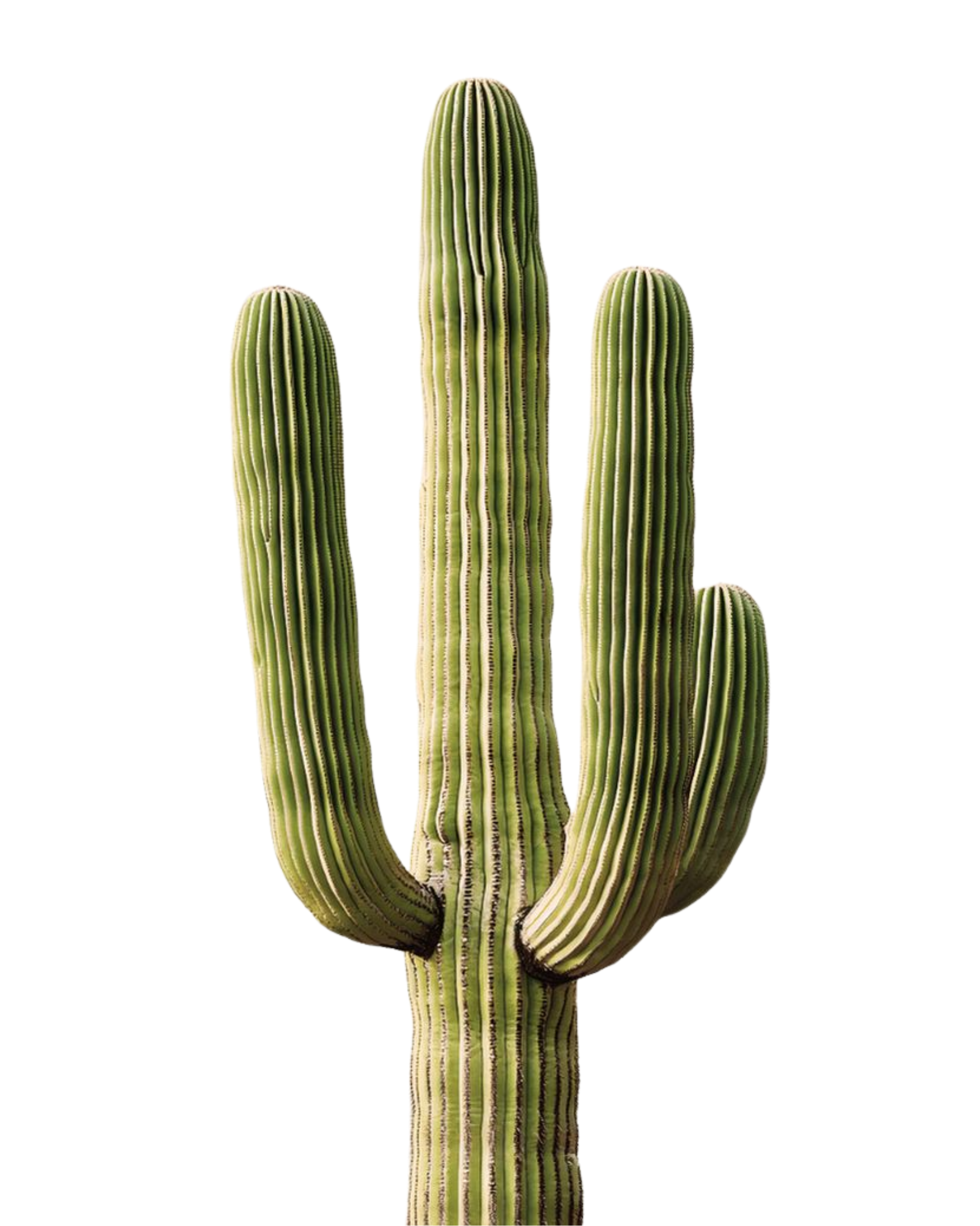 A cluster of five green saguaro cacti with tall, ribbed, and spiny bodies, some with multiple arms, set against a plain black background.