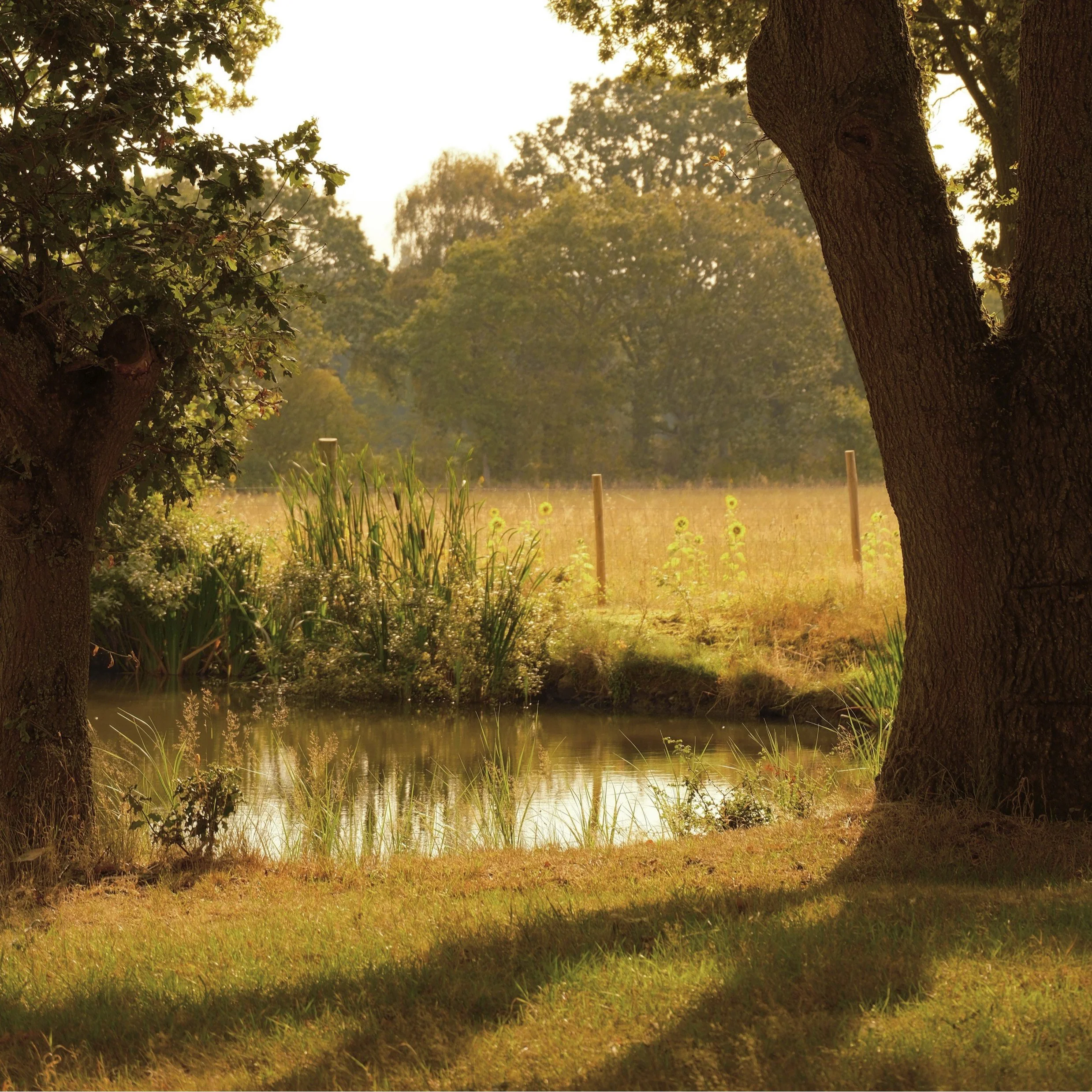 A peaceful lake scene with trees on the riverbank, sunlight filtering through the leaves, and tall grass along the water's edge.