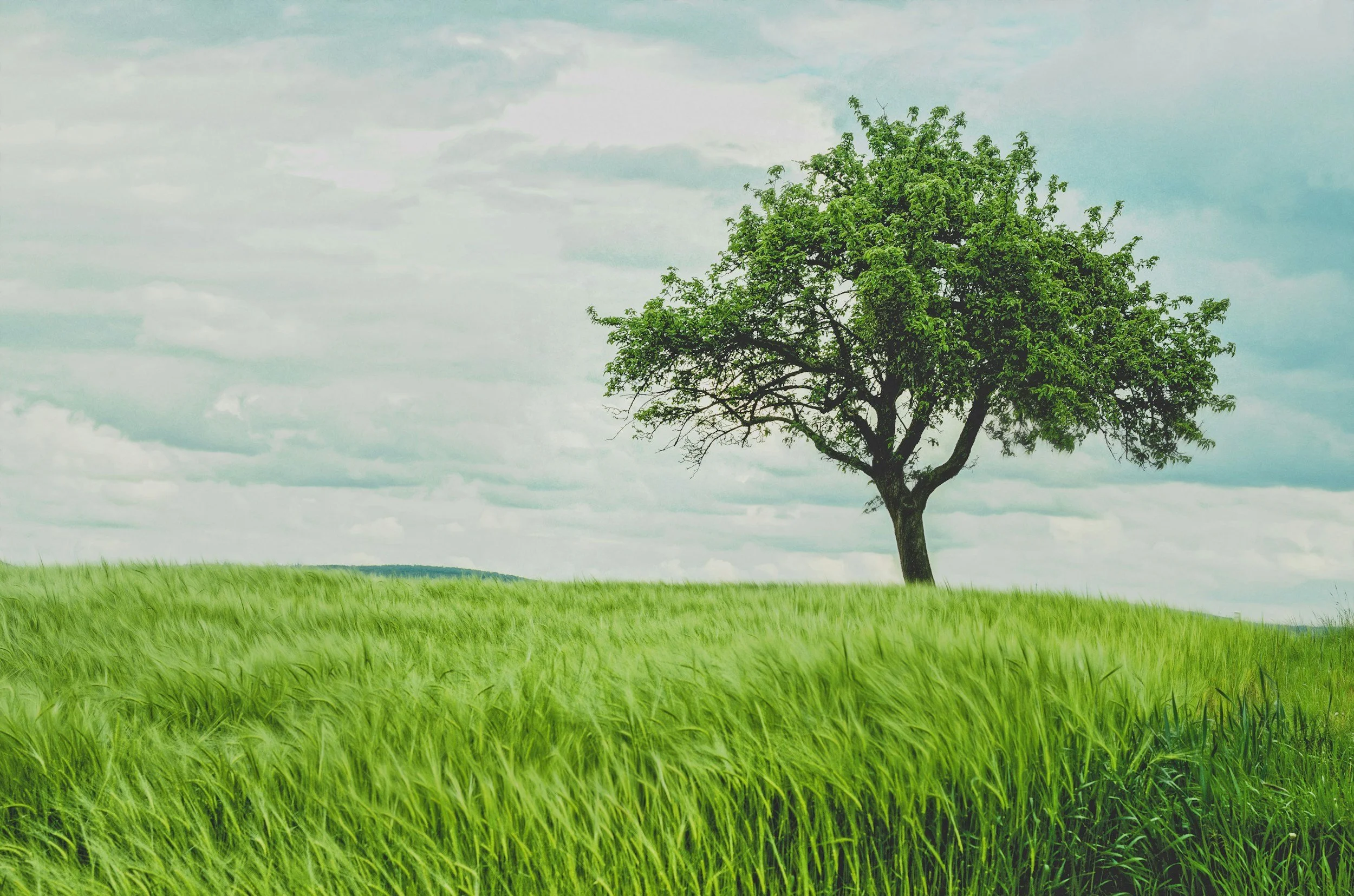 A solitary green tree stands in the middle of a grassy field under a cloudy sky.