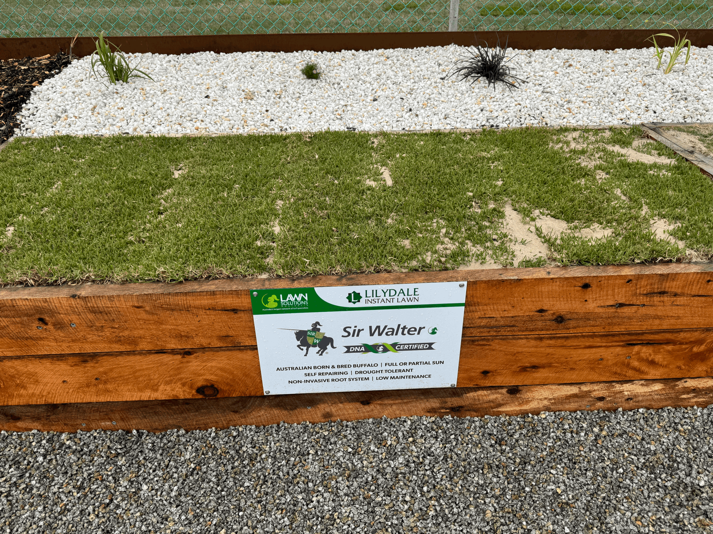 Sir Walter DNA Certified Buffalo - Lilydale Instant Lawn