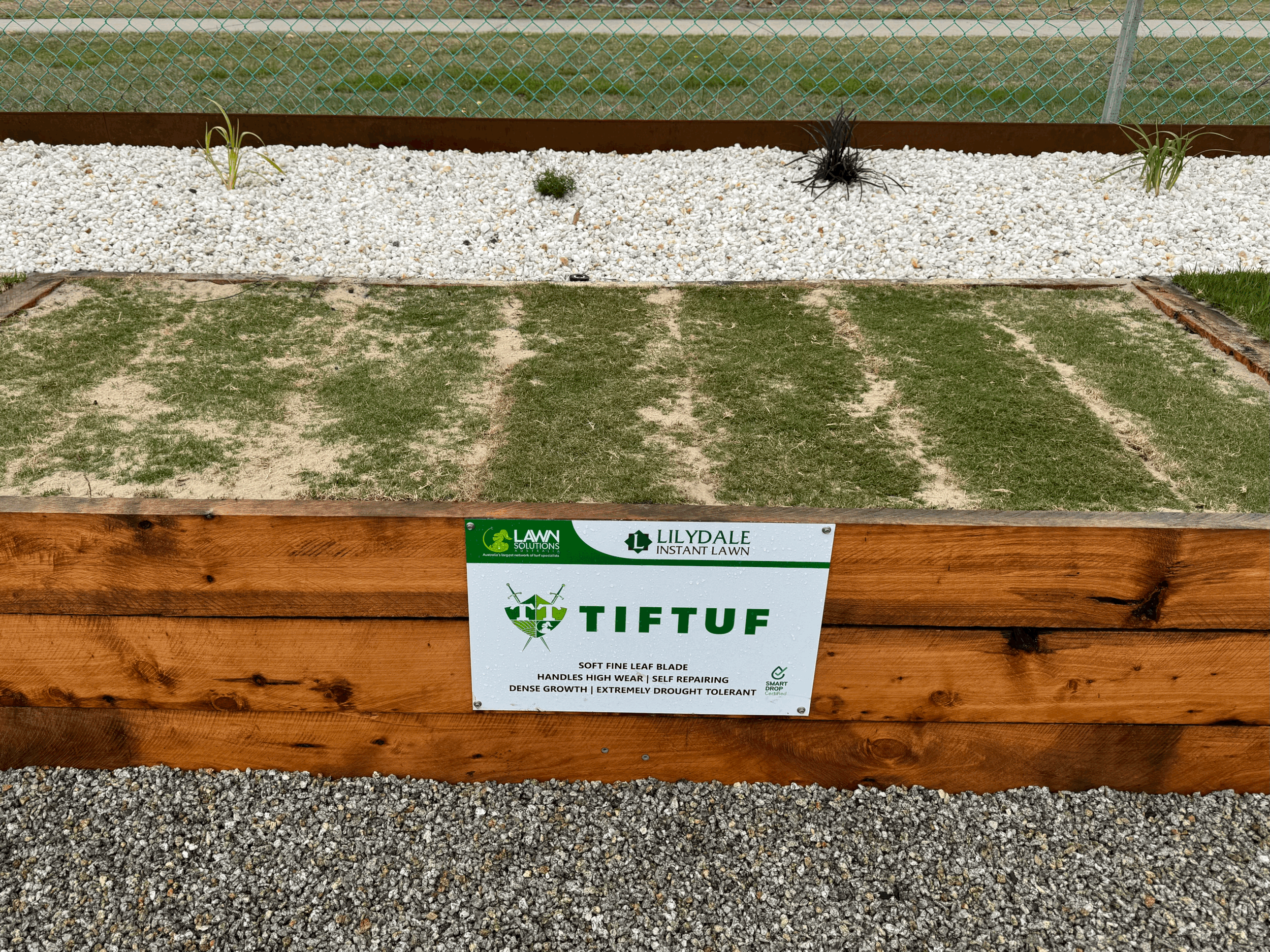 TifTuf - Lilydale Instant Lawn