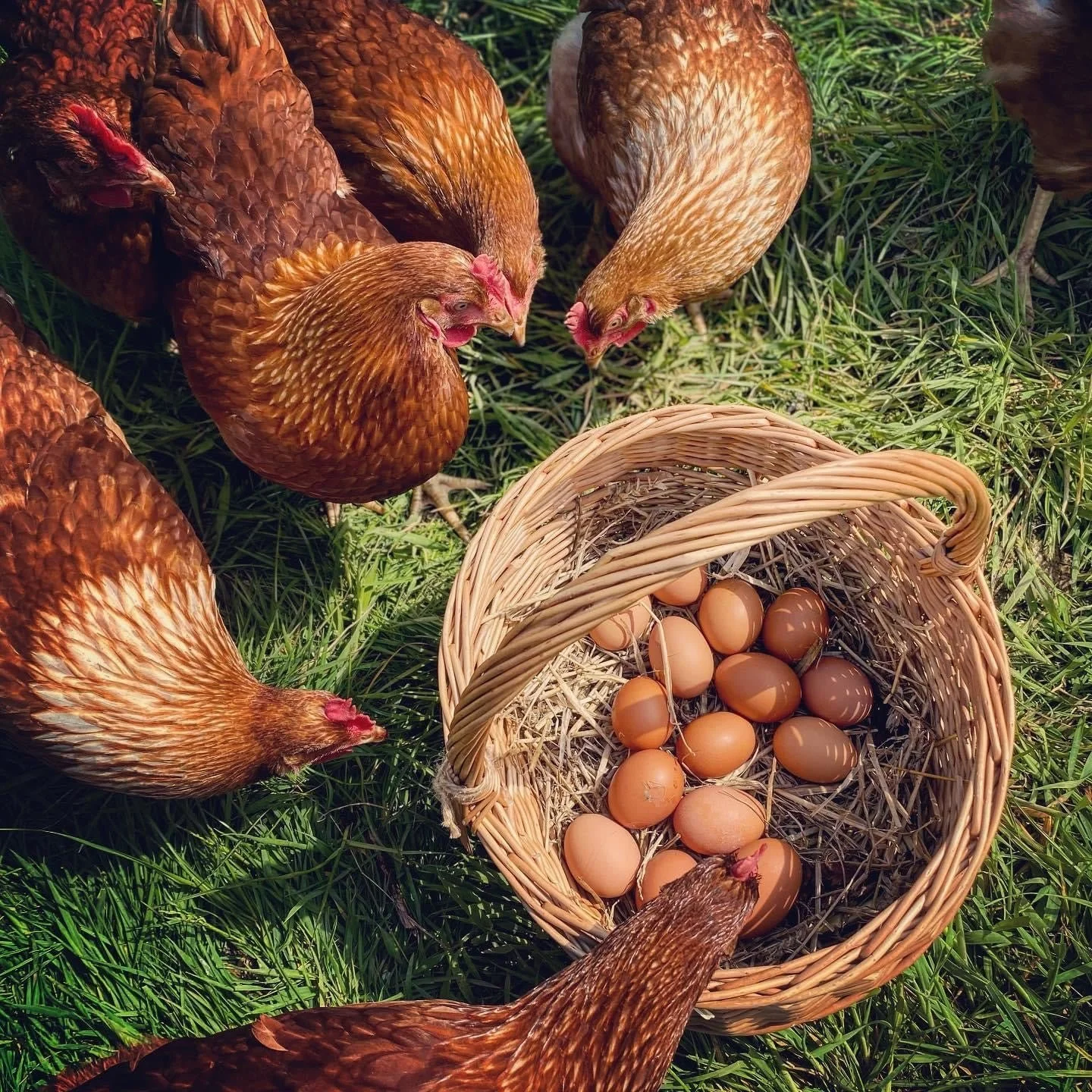 A group of brown hens around a wicker basket filled with brown eggs on green grass.
