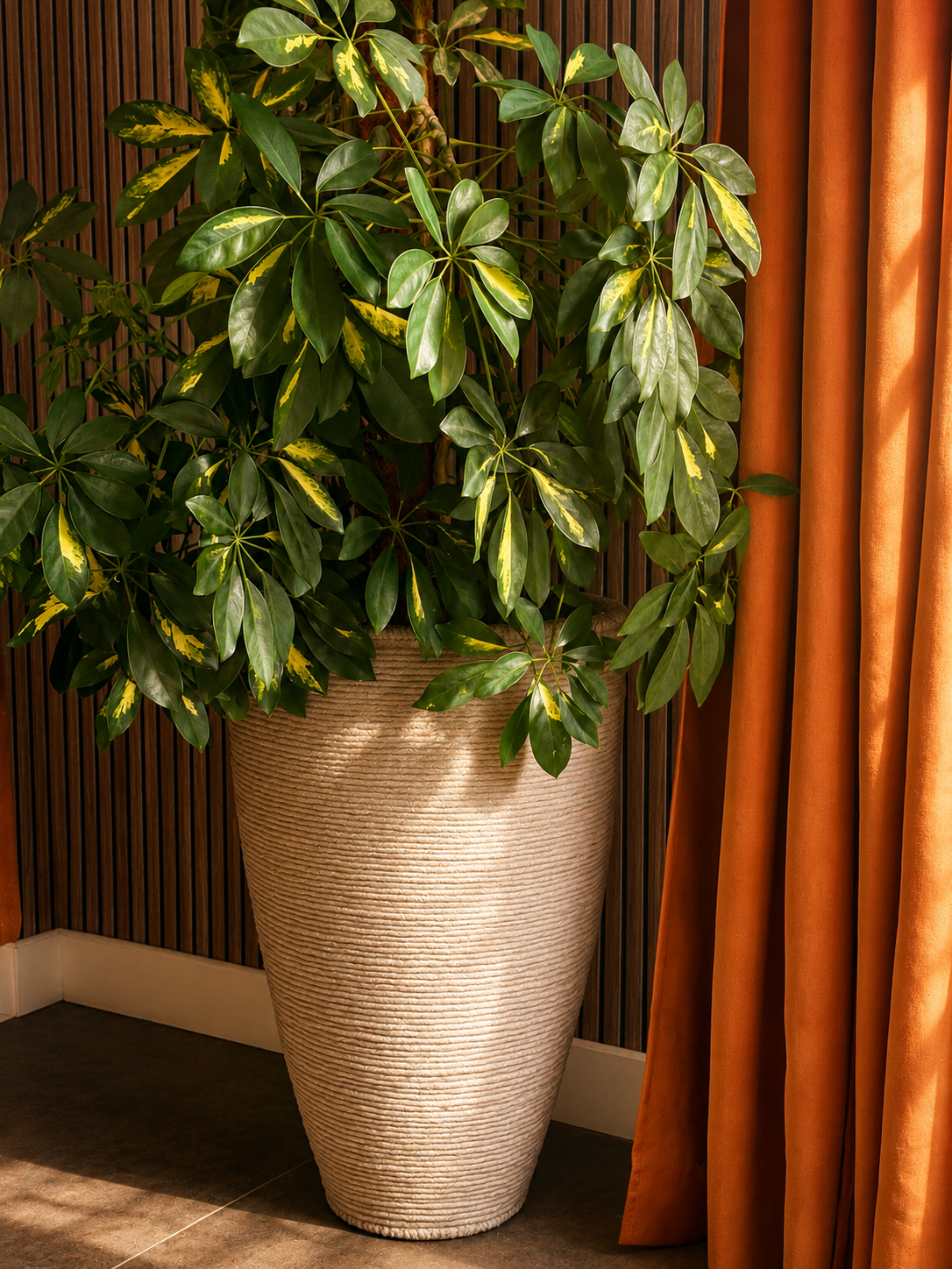Une grande plante en pot beige à côté d'un rideau orange dans une pièce intérieure.