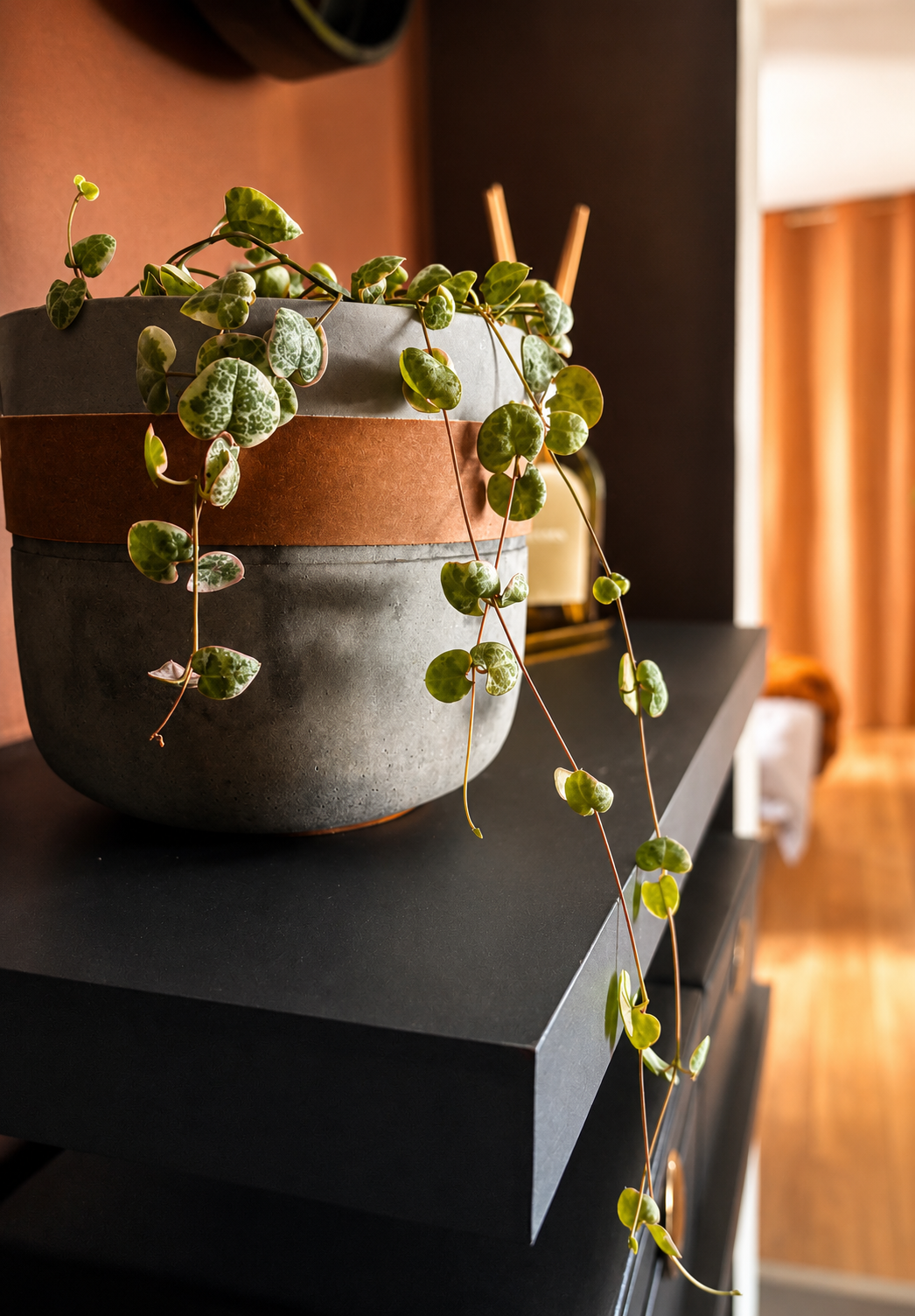 Une grande plante verte avec des feuilles rondes à vignettes, dans un pot en béton avec une bande de couleur terre cuite, placée sur un meuble noir dans une pièce lumineuse.