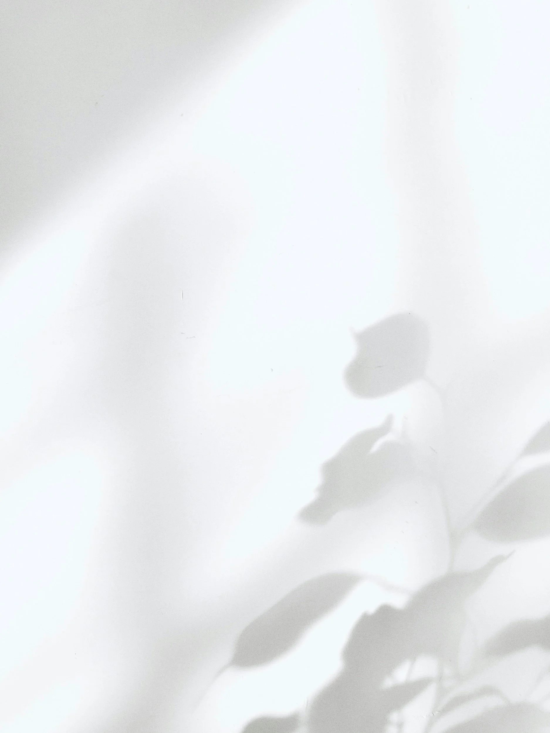 Soft shadow of a potted plant with large leaves and soft light reflections on a white wall.