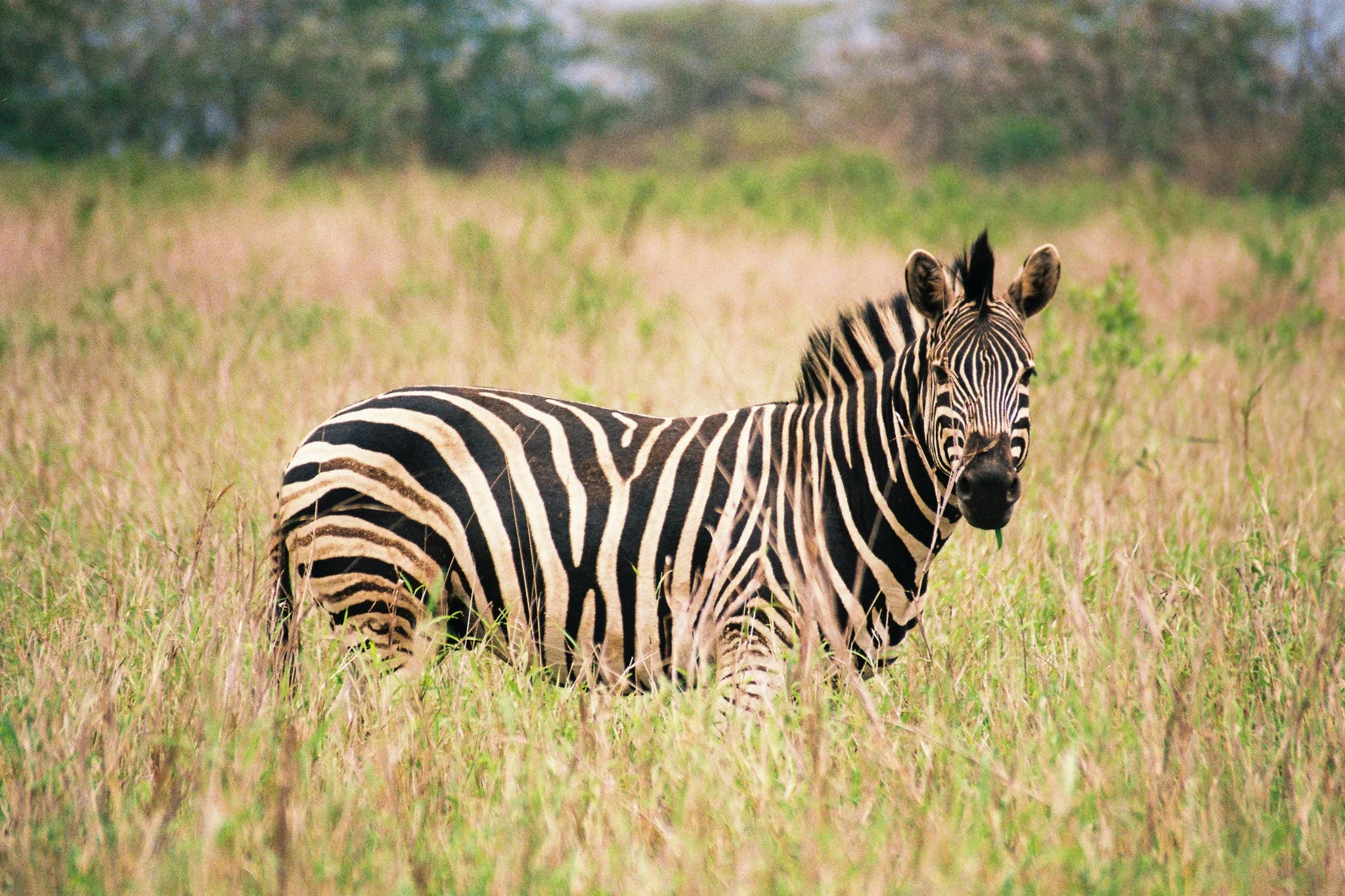 A zebra standing in a grassy field with trees in the background.