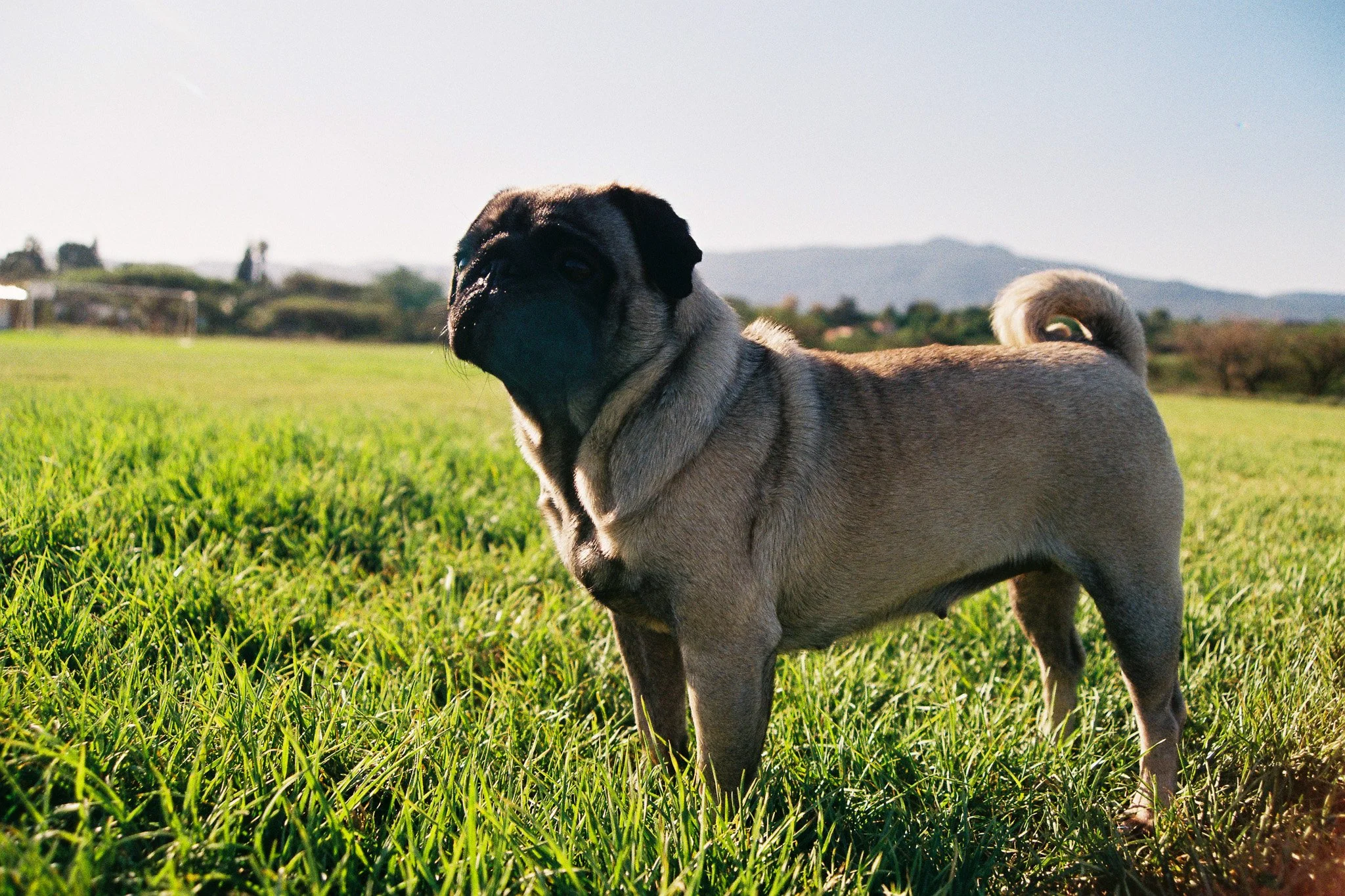 A pug standing on green grass in an open field during daytime with hills and buildings in the background.