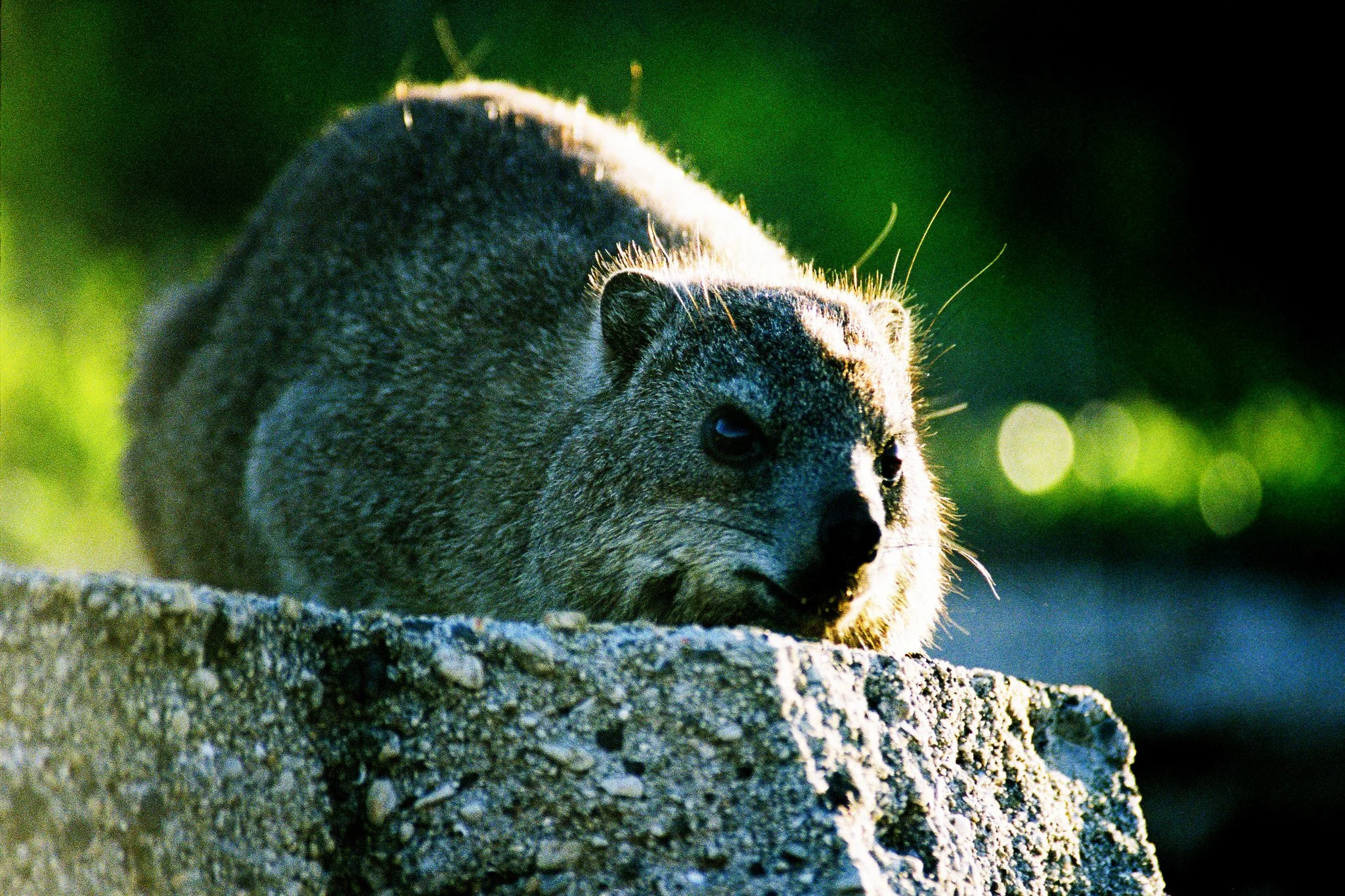 Close-up of a rock rabbit resting on a rock, with sunlight illuminating its fur and a green blurred background.