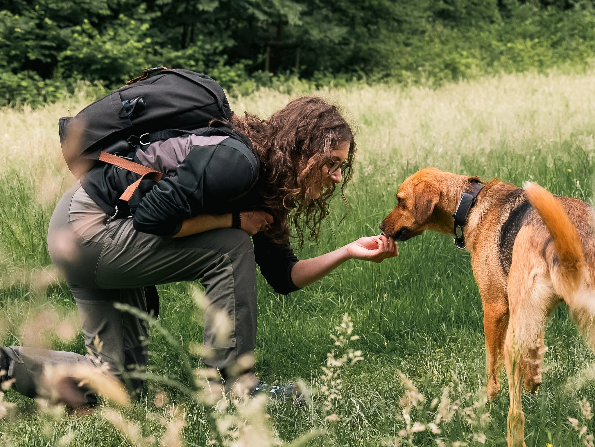 A woman crouching in a grassy field, feeding a brown dog with a black collar, with a backdrop of trees.