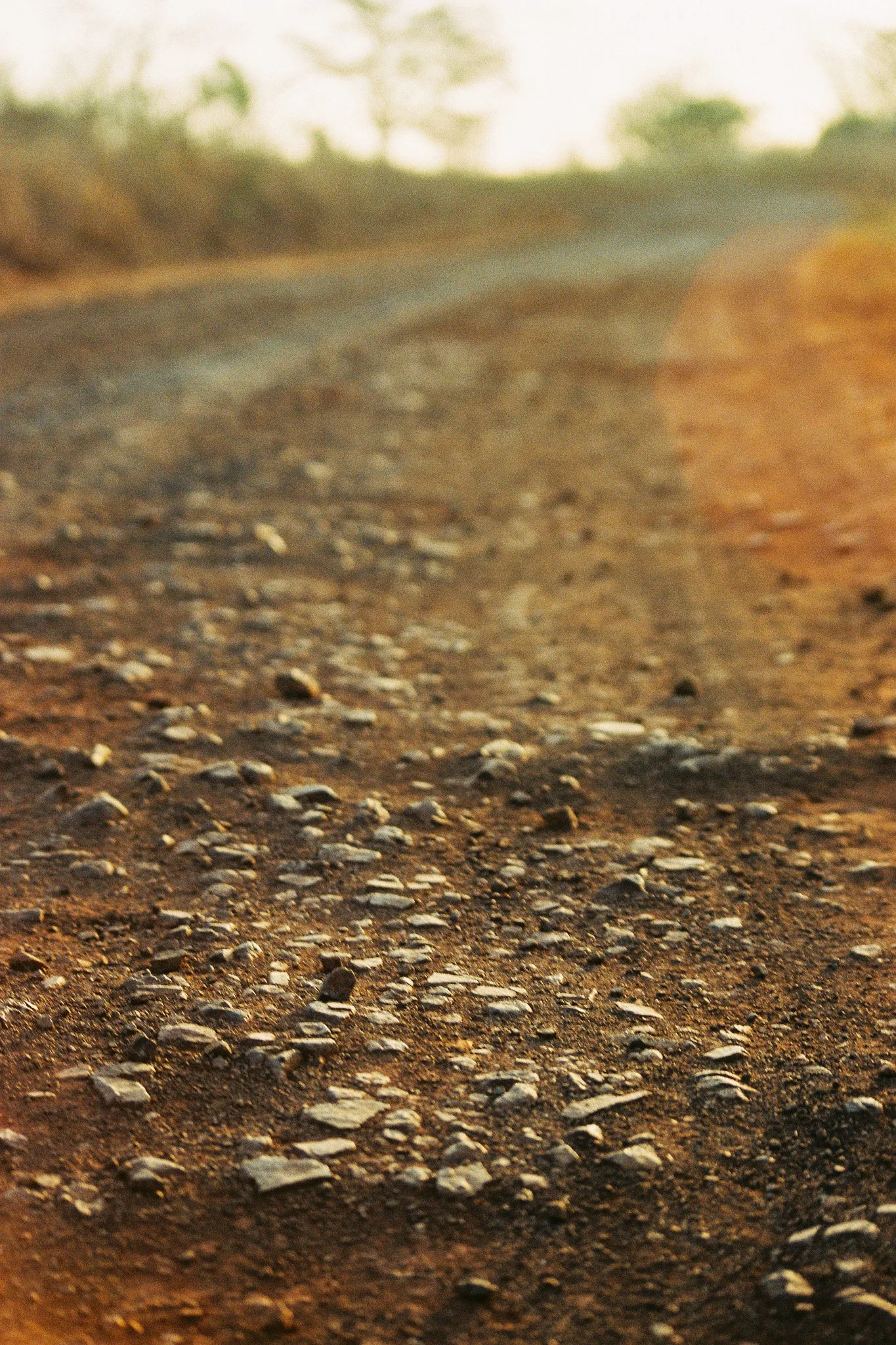 A dirt road with small rocks, trees in the background, and a warm light, possibly during sunset.