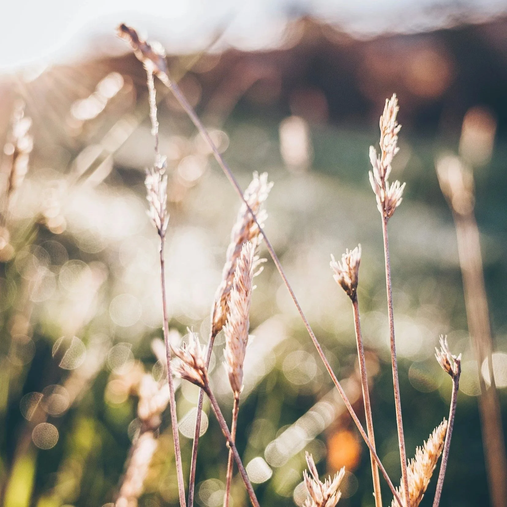 Close-up of dried grass stalks with a blurred background of sunlight and foliage, creating a bokeh effect.