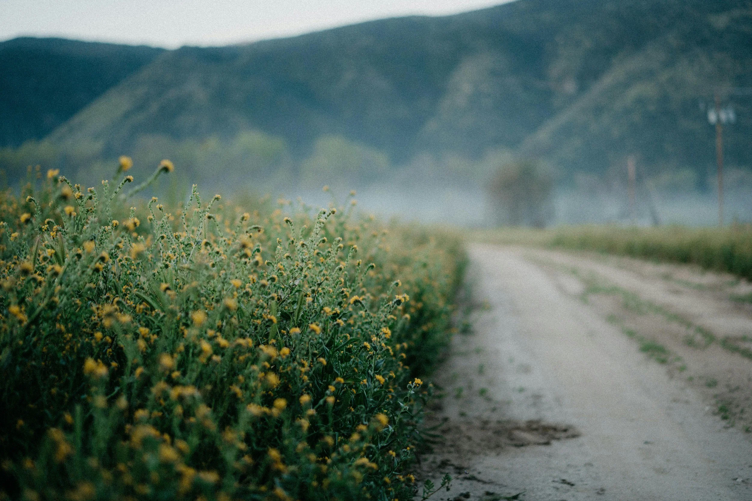 A dirt path runs alongside a field of yellow flowers with mountains in the background.