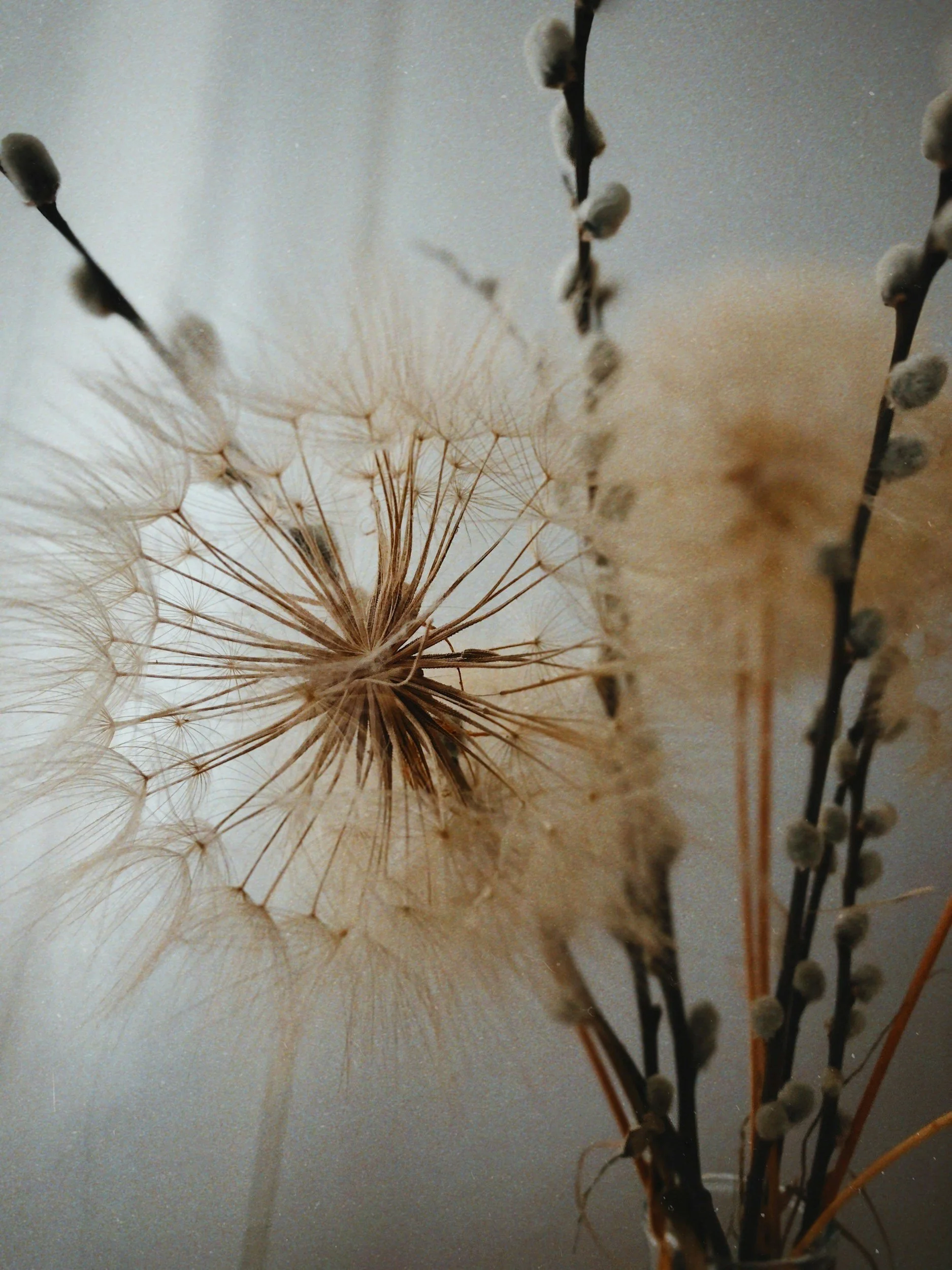 Close-up of a dandelion seed head and pussy willow branches in a glass container against a neutral background.