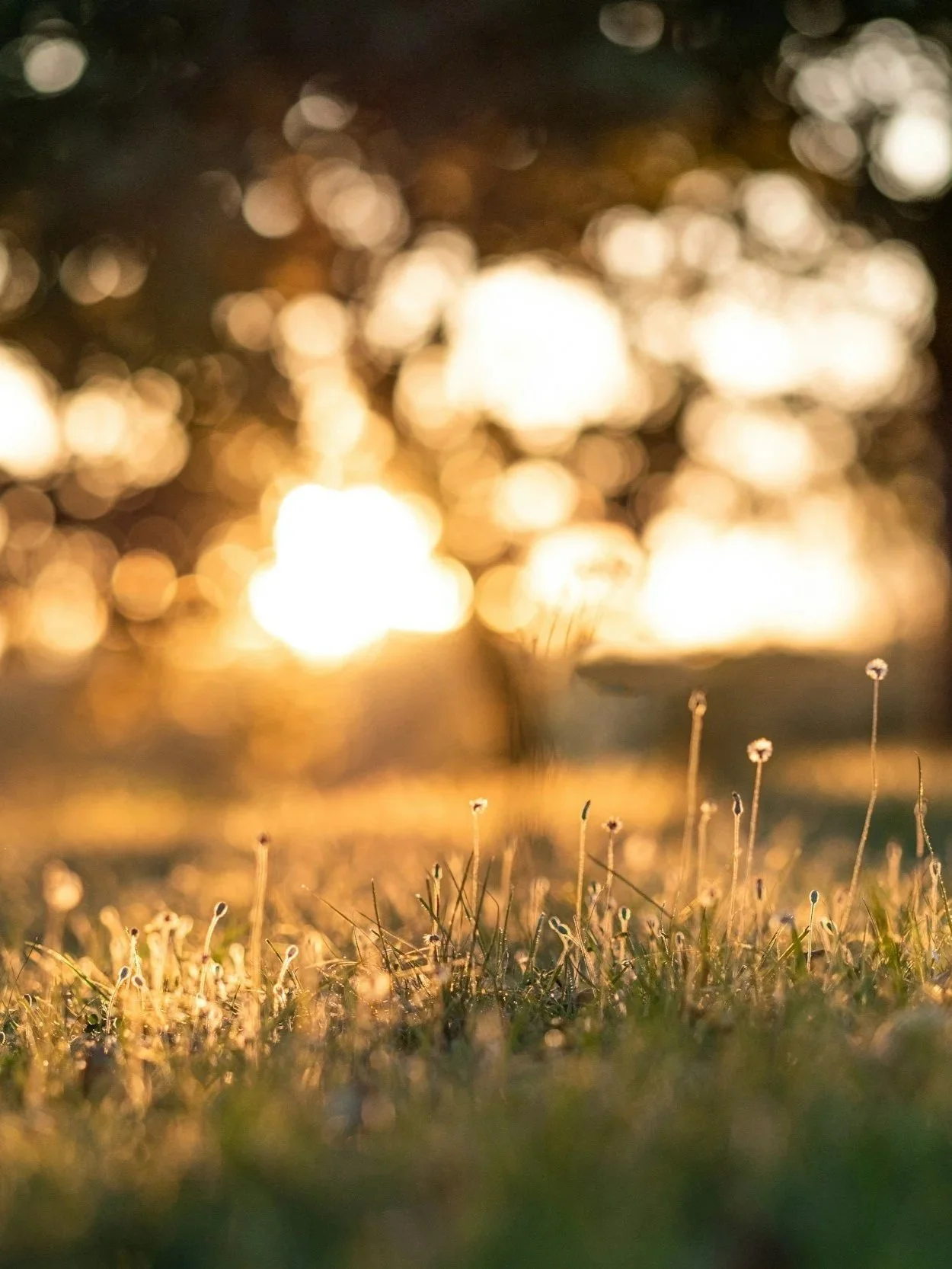 Close-up view of tiny flowers and grass blades in the foreground with blurry lights and water reflections in the background during sunset or sunrise.