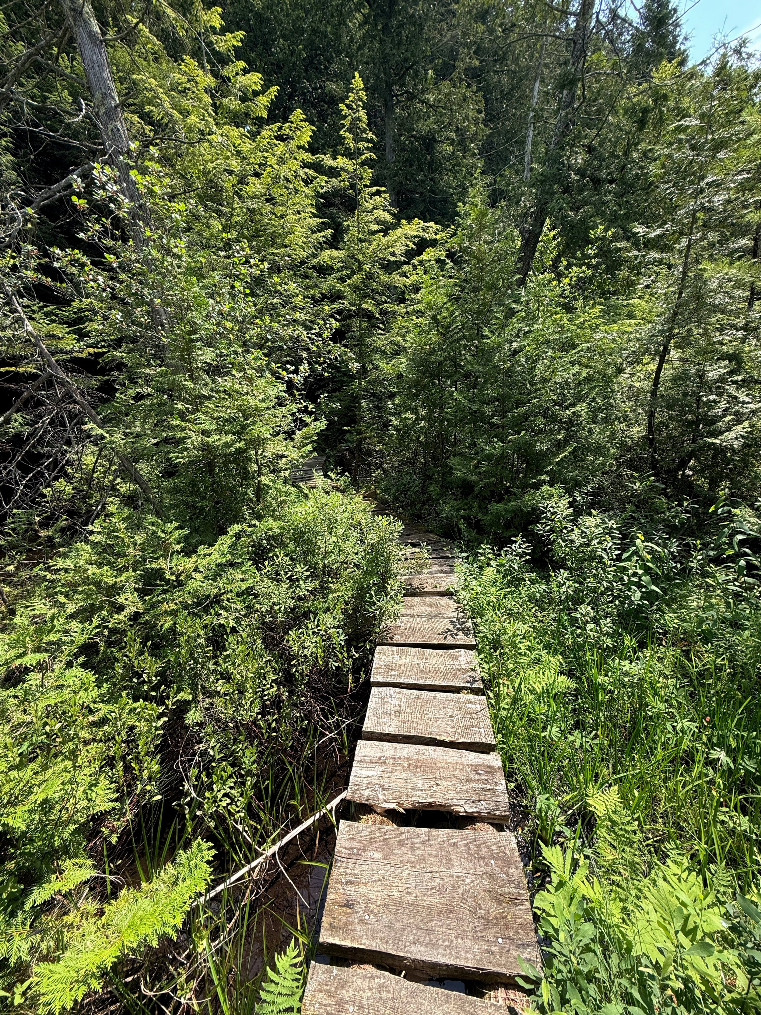 Bridge.jpg