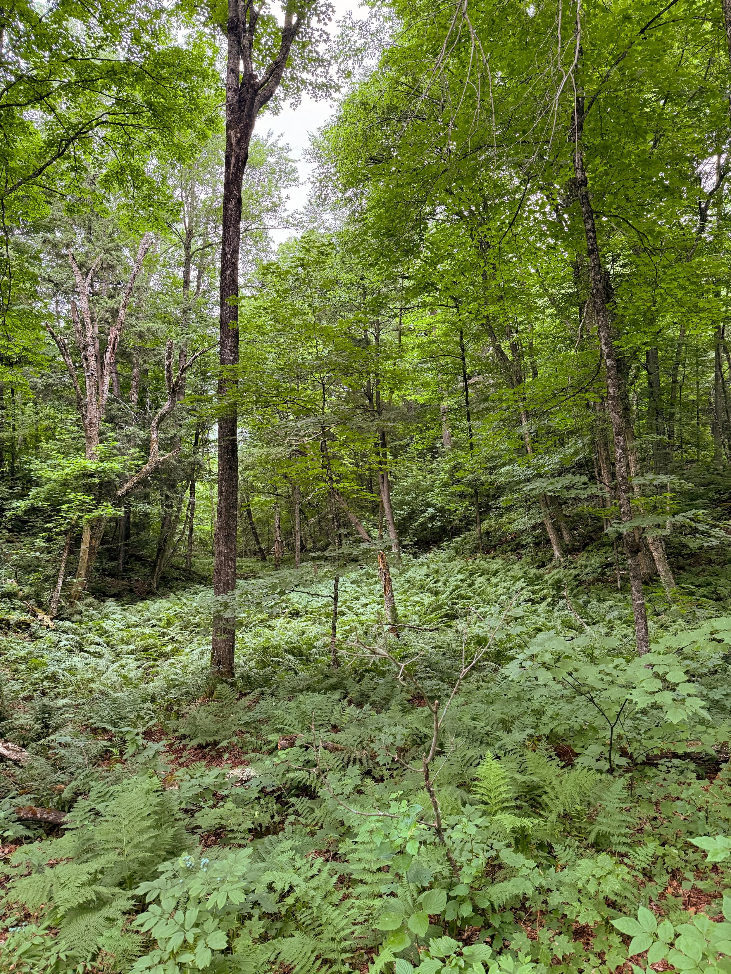 Ferns2.jpg