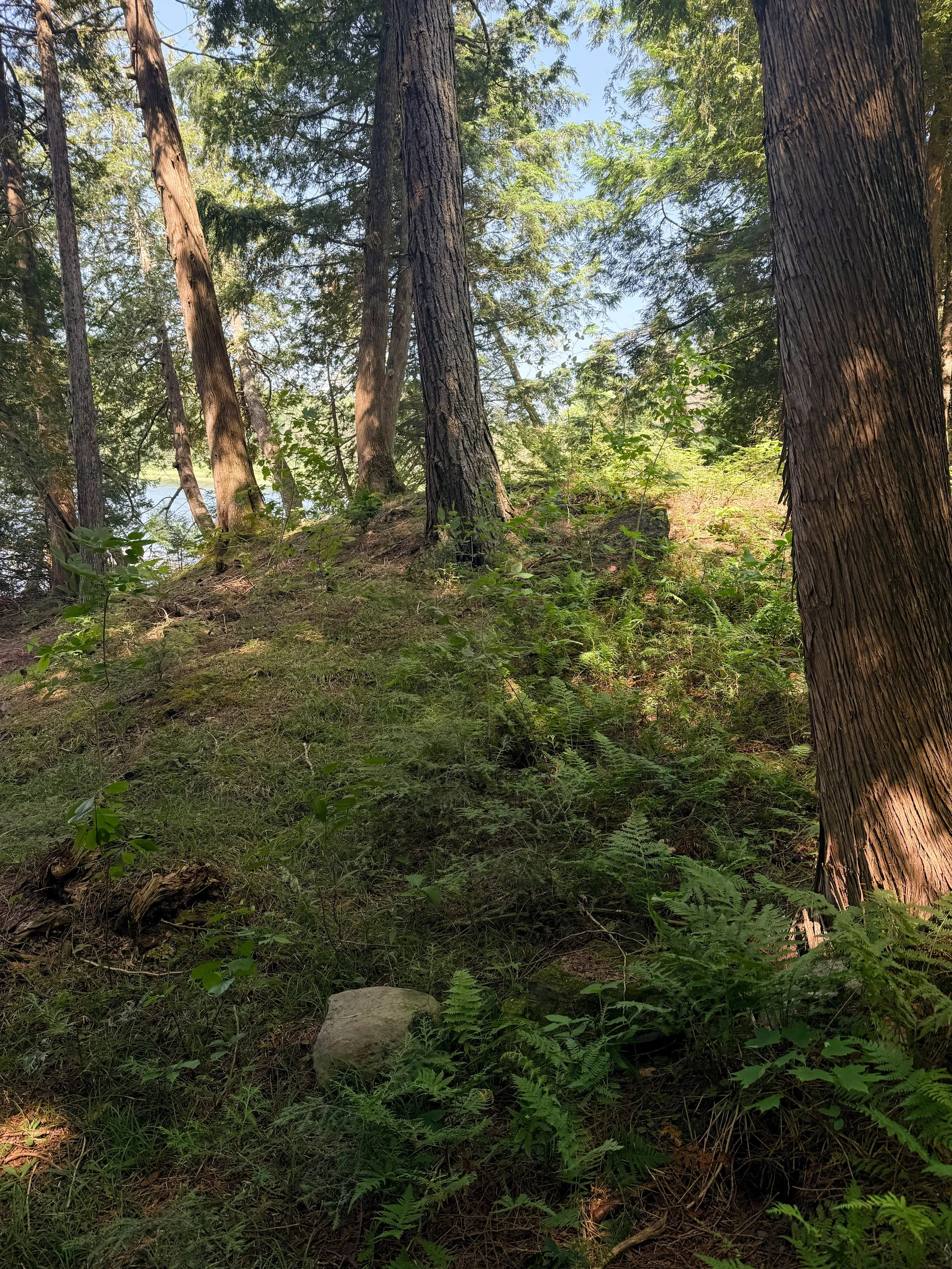 Forest.jpg