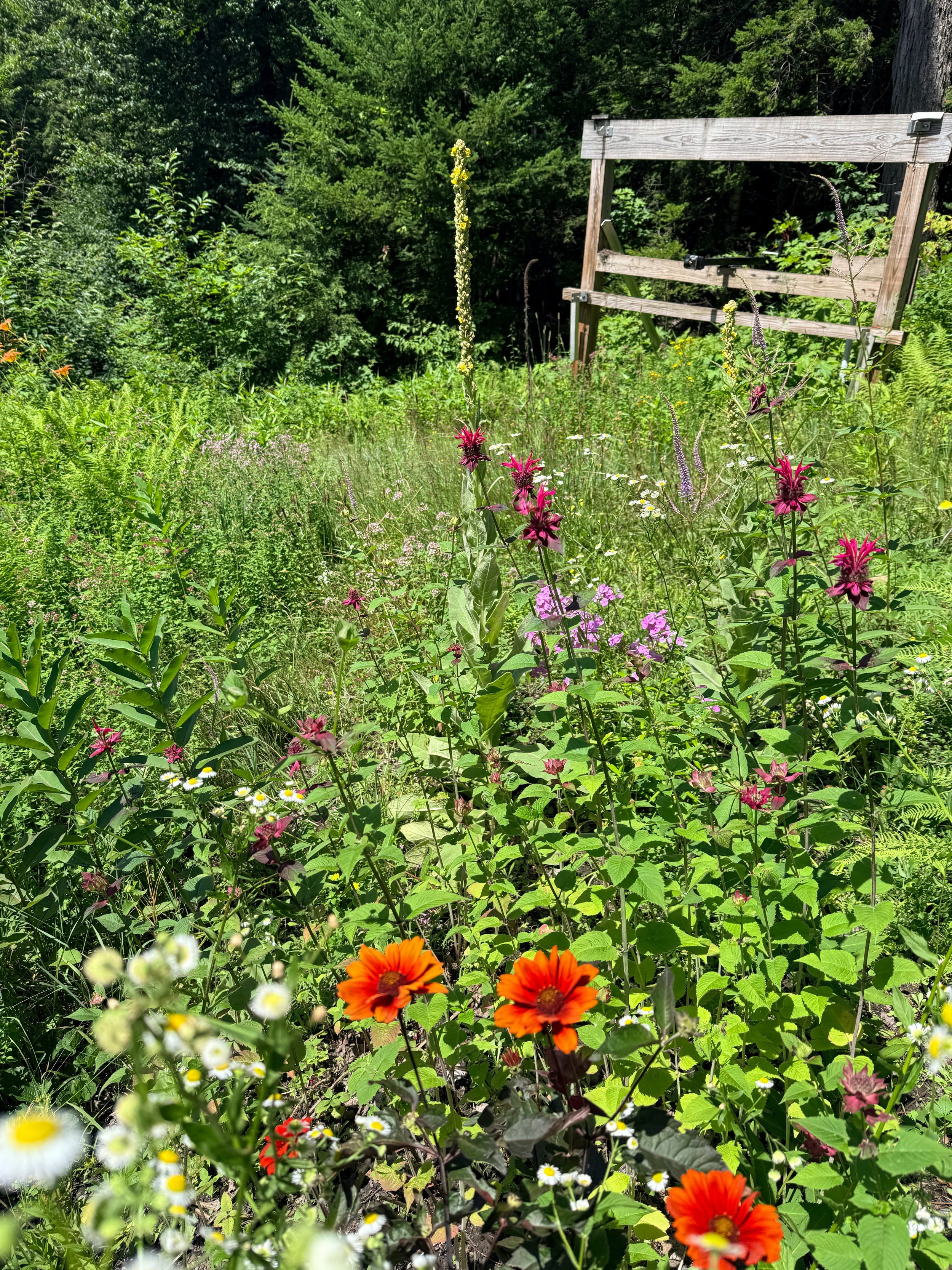 Wildflowers.jpg