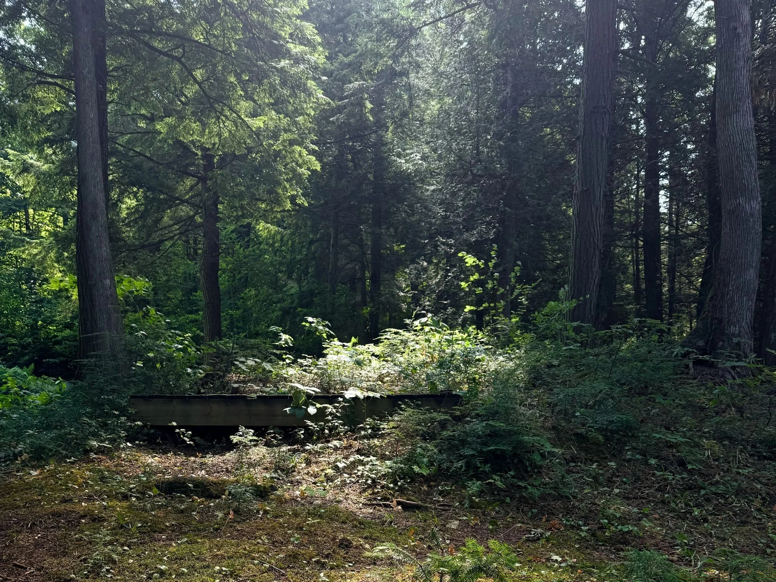 Forest+LIght.jpg