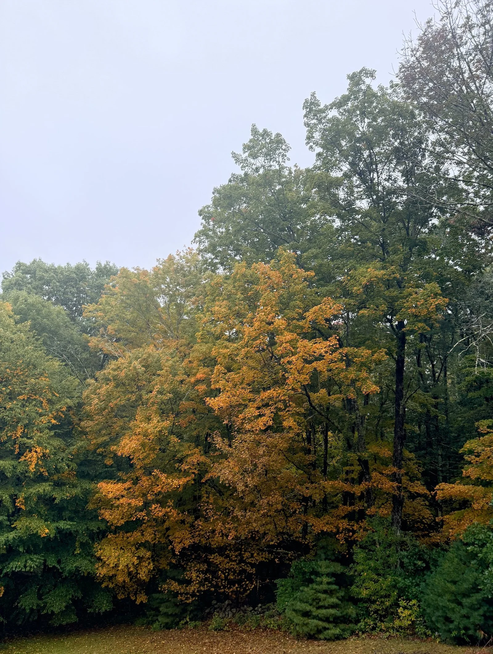 Fall Colors.jpg
