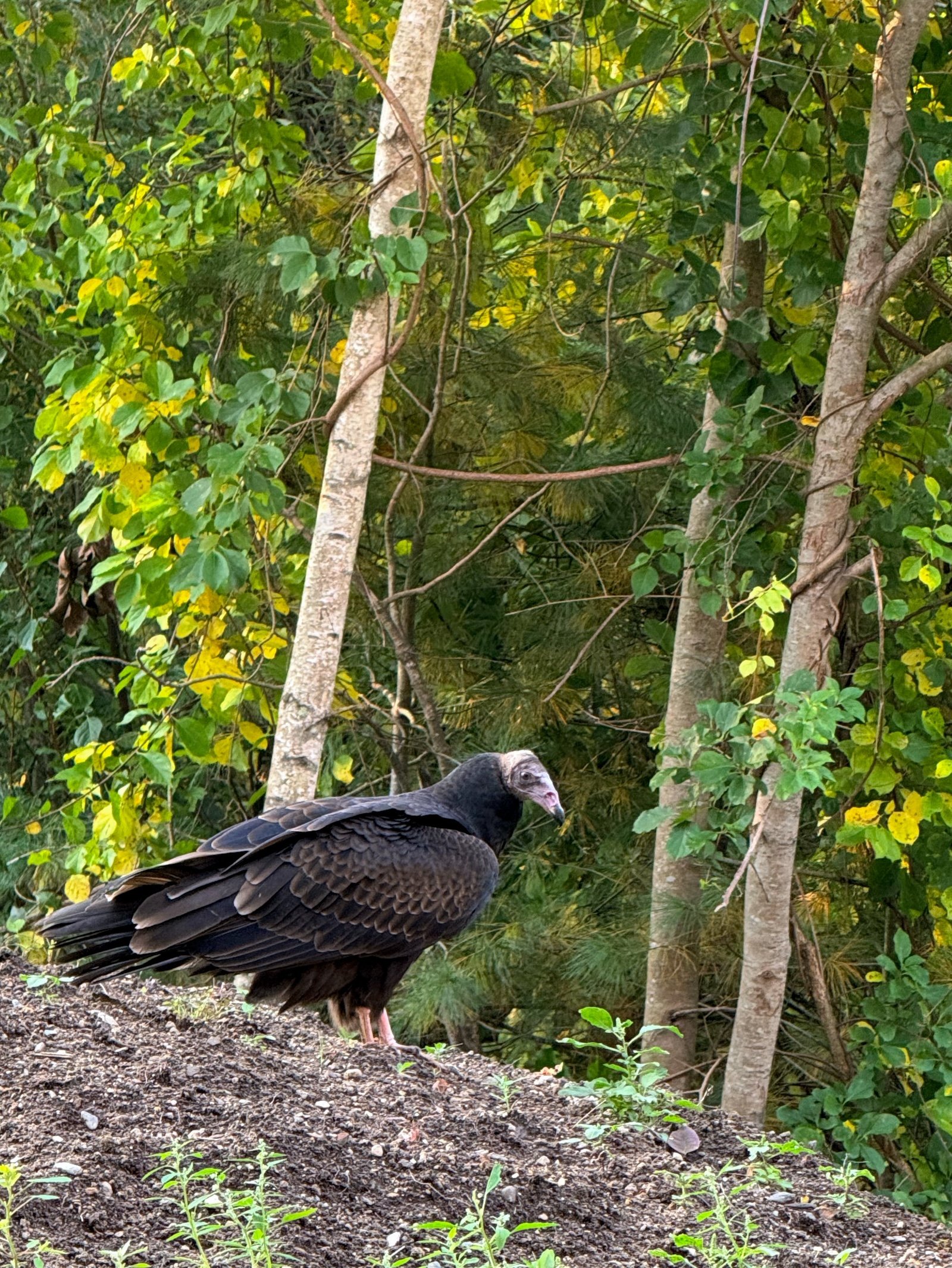 Turkey Vulture.jpg