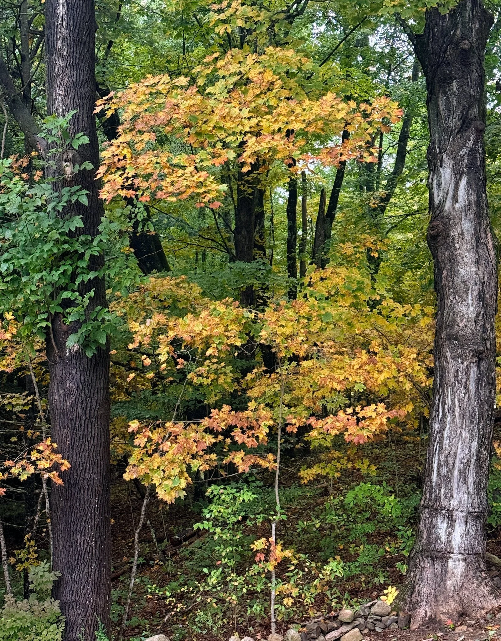 Woods in Fall.jpg