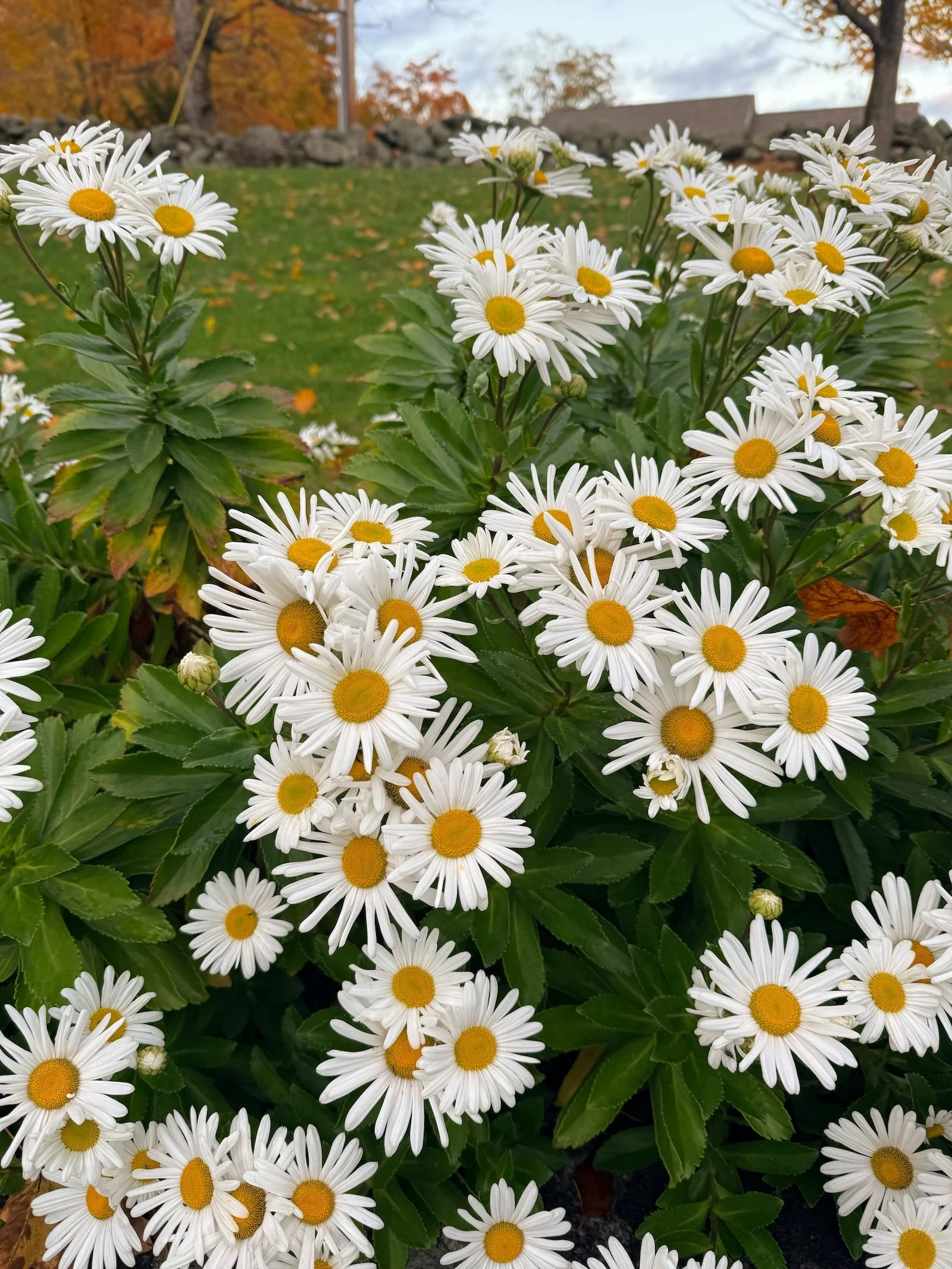 Montauk Daisies.jpg