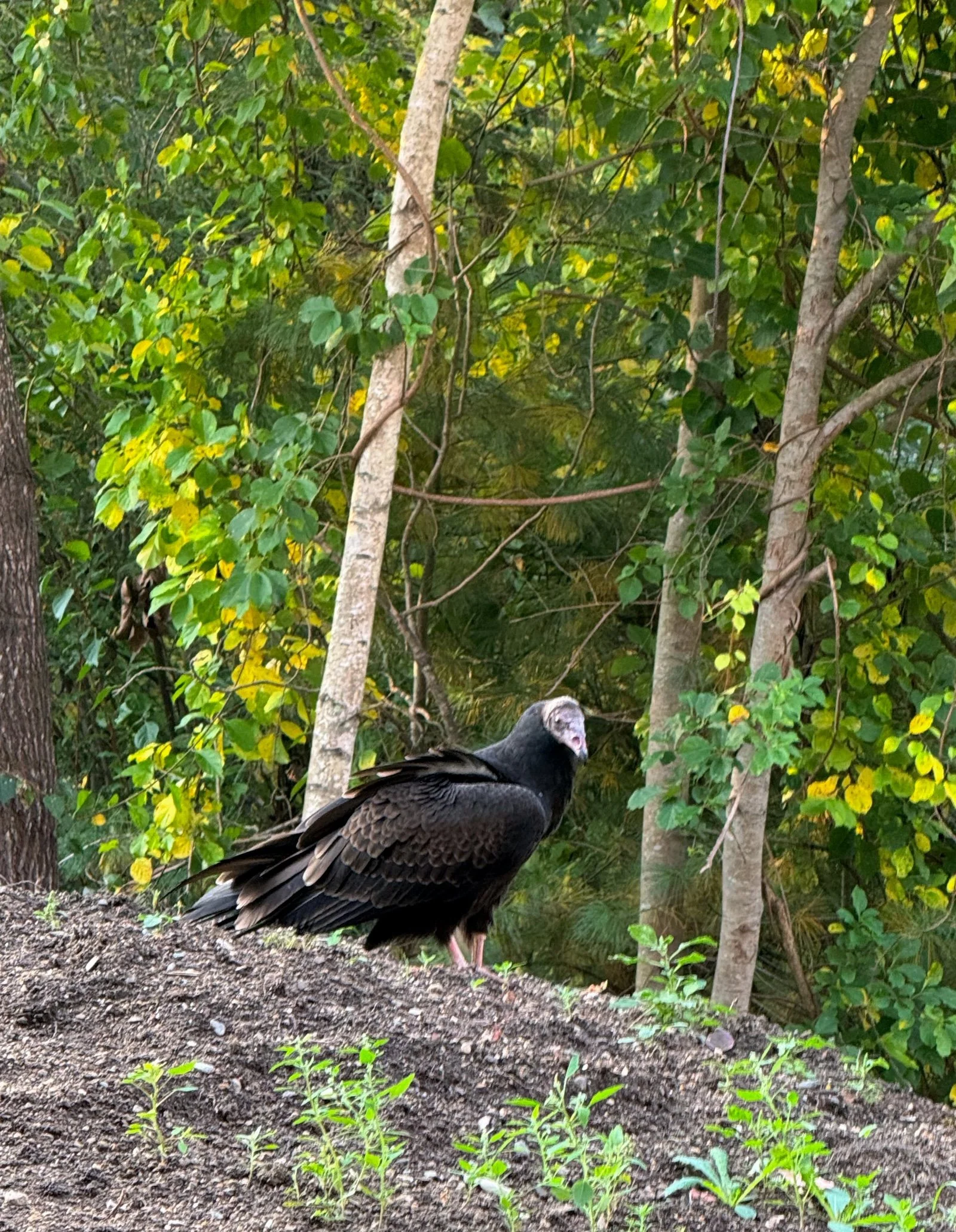 Turkey Vulture Stare.jpg