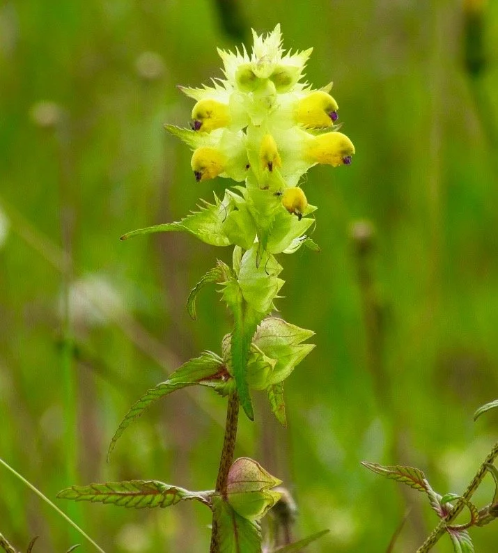 Yellow Rattle Seed