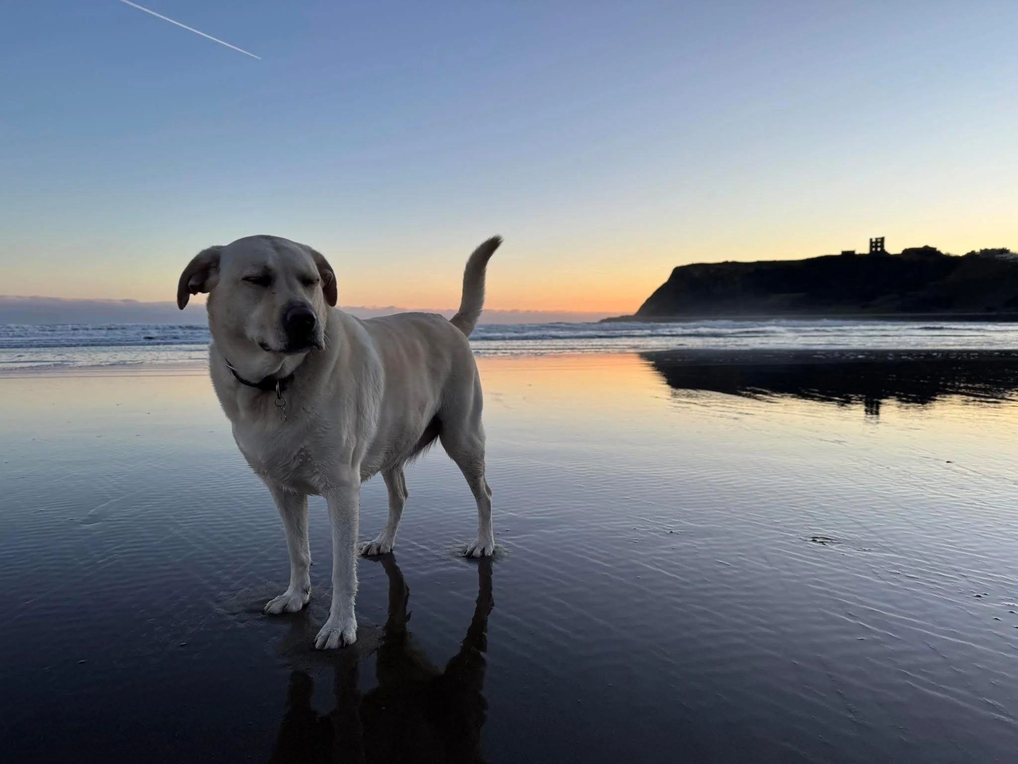 A light-colored dog standing on wet sand at the beach during sunset, with small waves in the background and an cliffs with some structures on top.