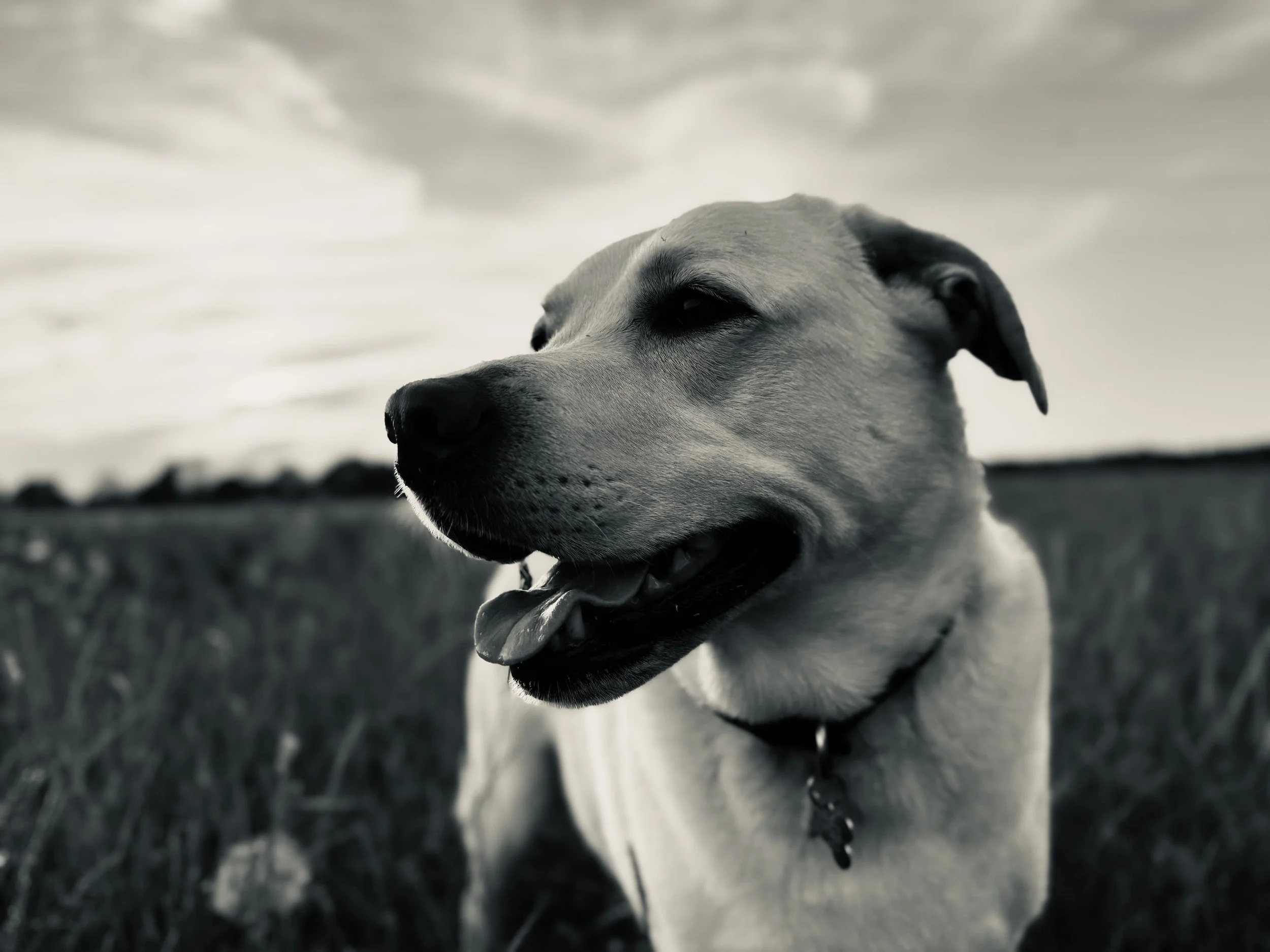 Close-up of a dog's face, likely a mixed breed, outdoors with a cloudy sky background, looking serene and calm.