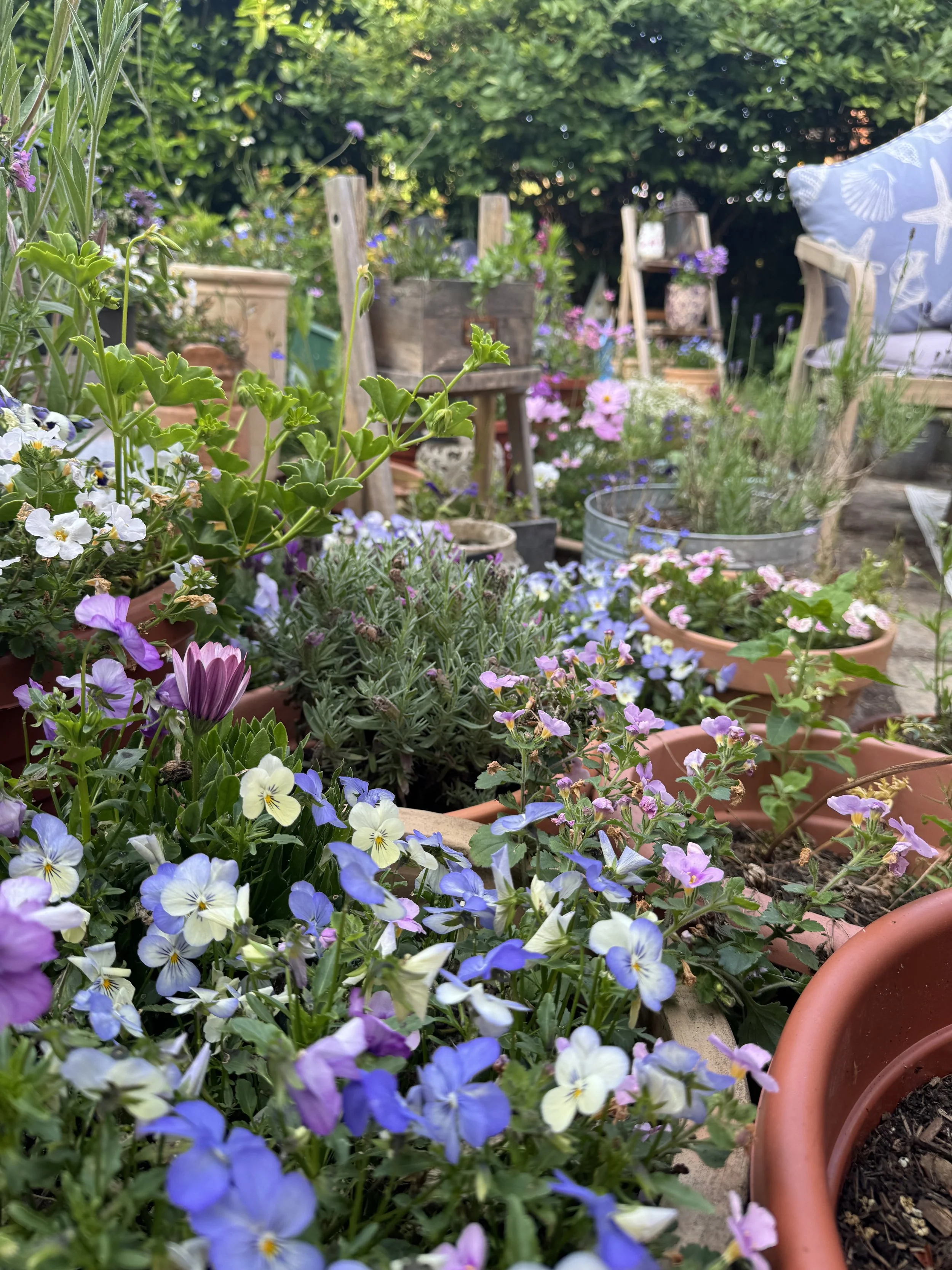 A vibrant cottage garden with various colorful flowers, potted plants, and wooden garden furniture, surrounded by lush green trees and shrubs.