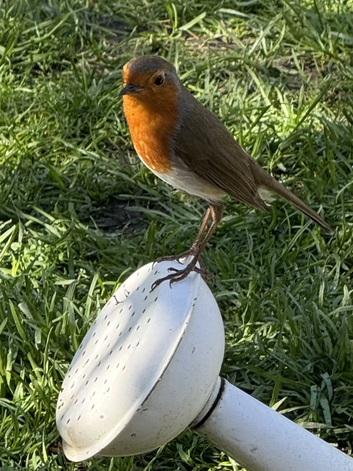 A robin bird standing on a white sprinkler head in a grassy yard.