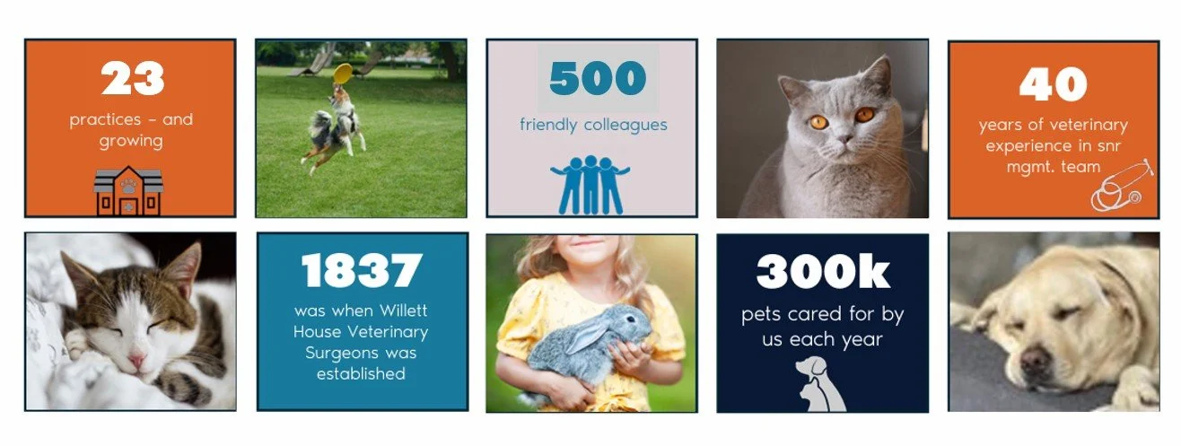 An infographic with veterinary statistics, including 23 practices, 500 friendly colleagues, 40 years of experience, and 1837 when Willett House Veterinary Surgeons was established. It features images of a dog, a cat, a girl holding a rabbit, a dog lying down, and information about pet care and veterinary team.