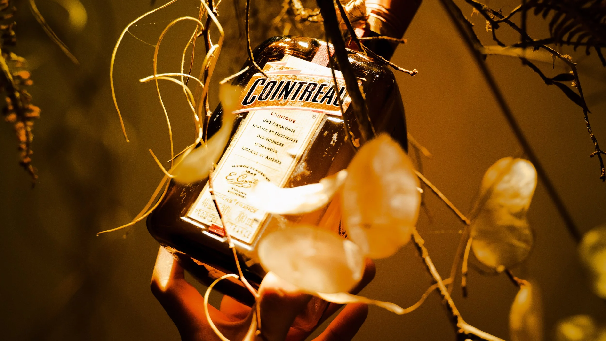 A hand holding a bottle of Contraxex, surrounded by grapes and grapevine branches
