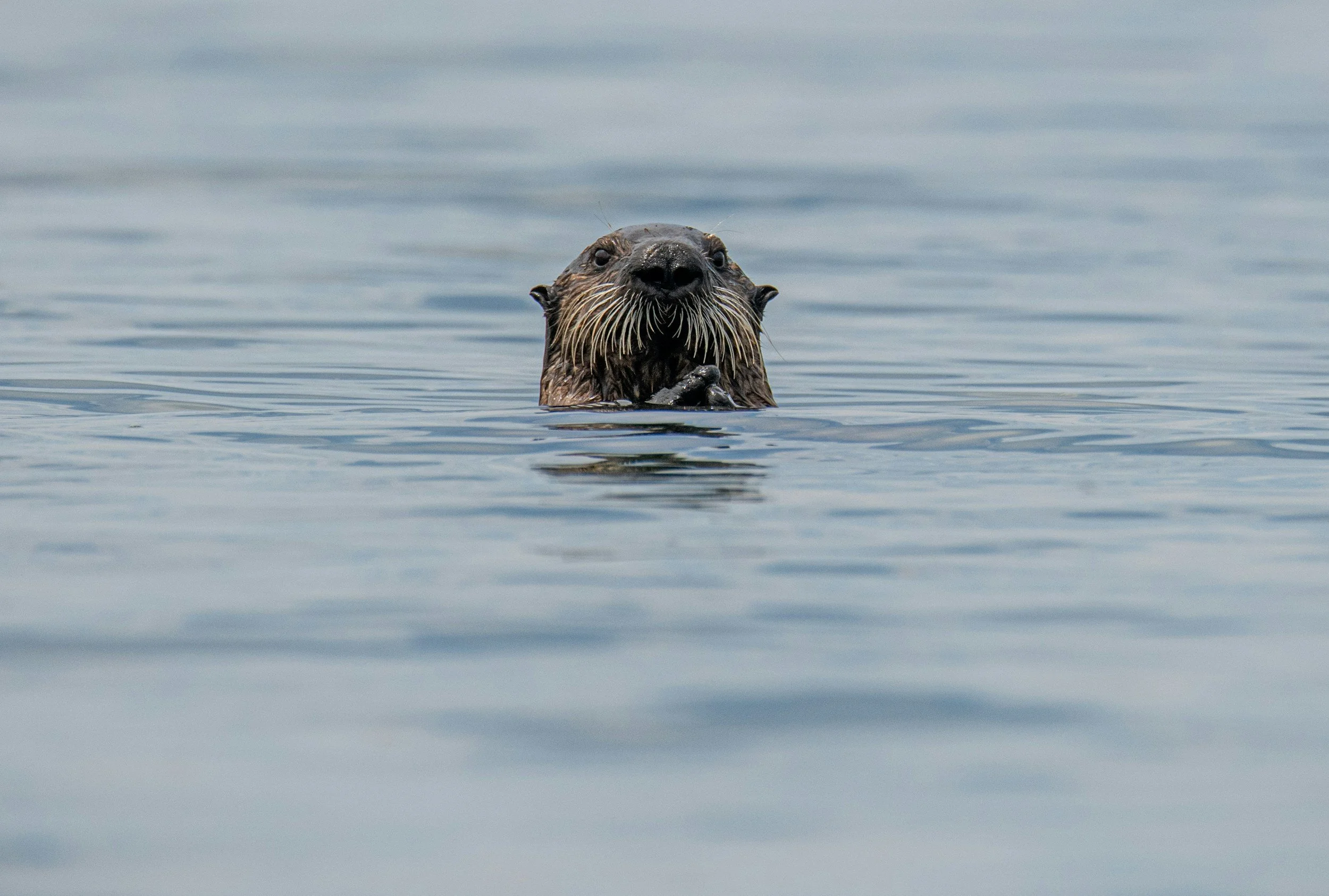 A sea otter floating on water with its paws together, looking towards the camera.