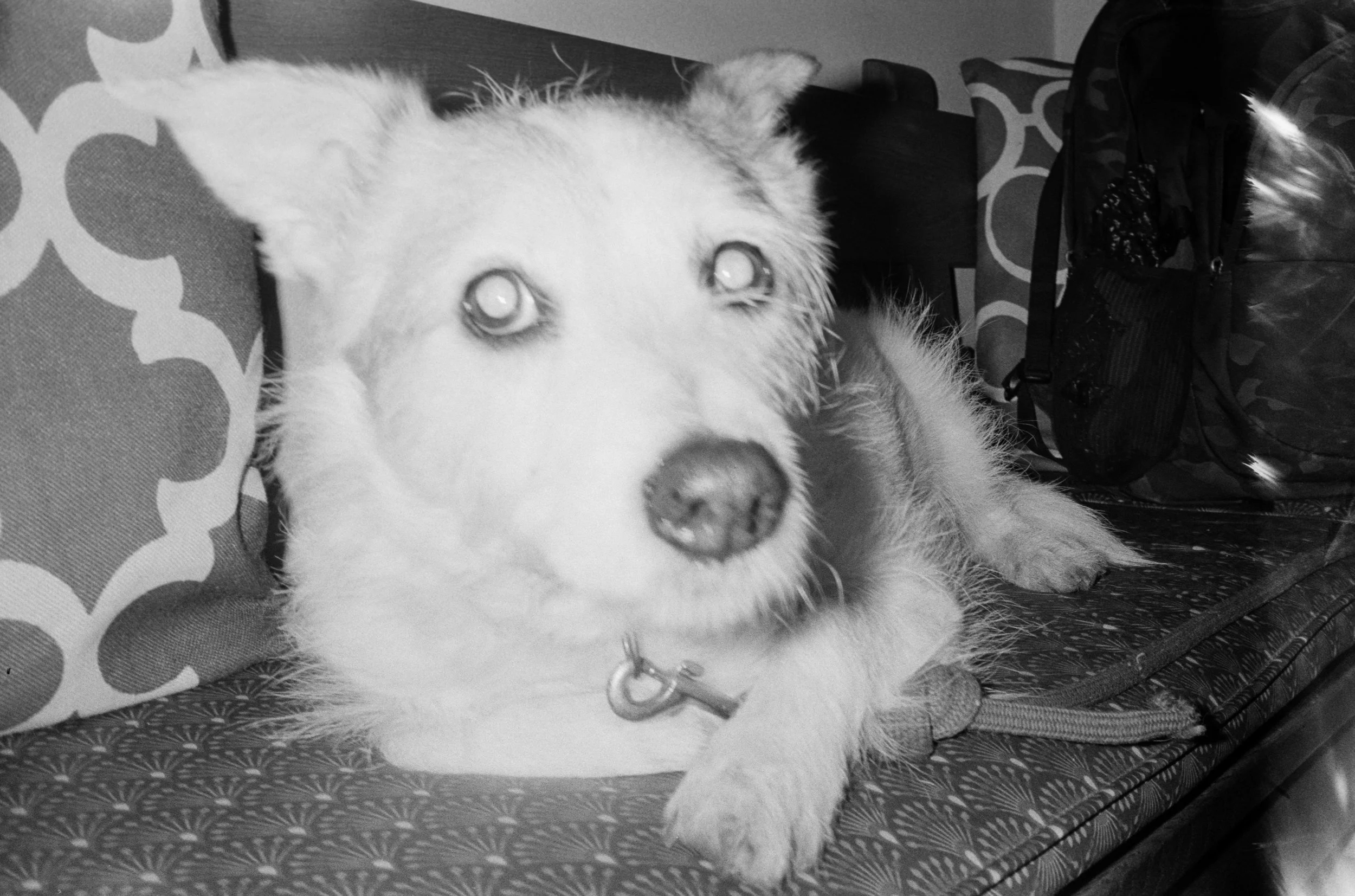 Bella - 26
