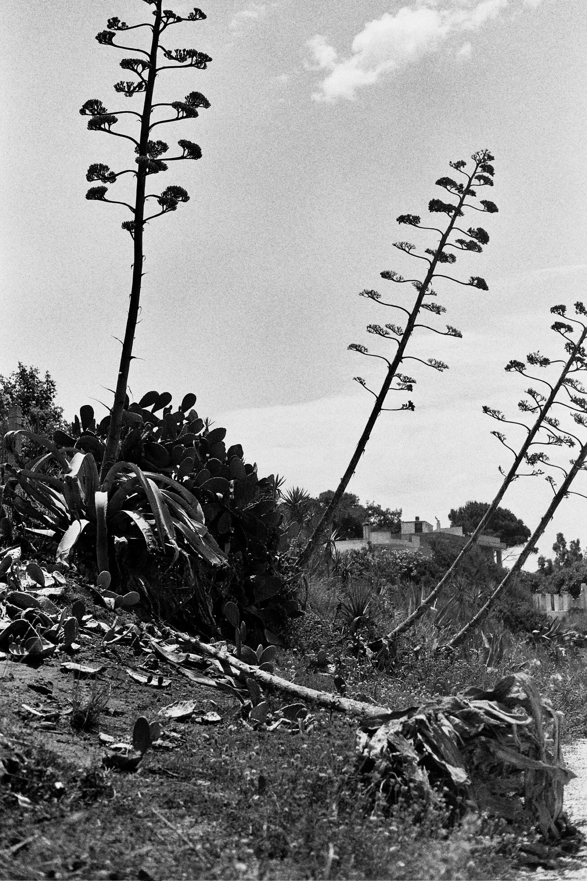 _16_0983.jpg
