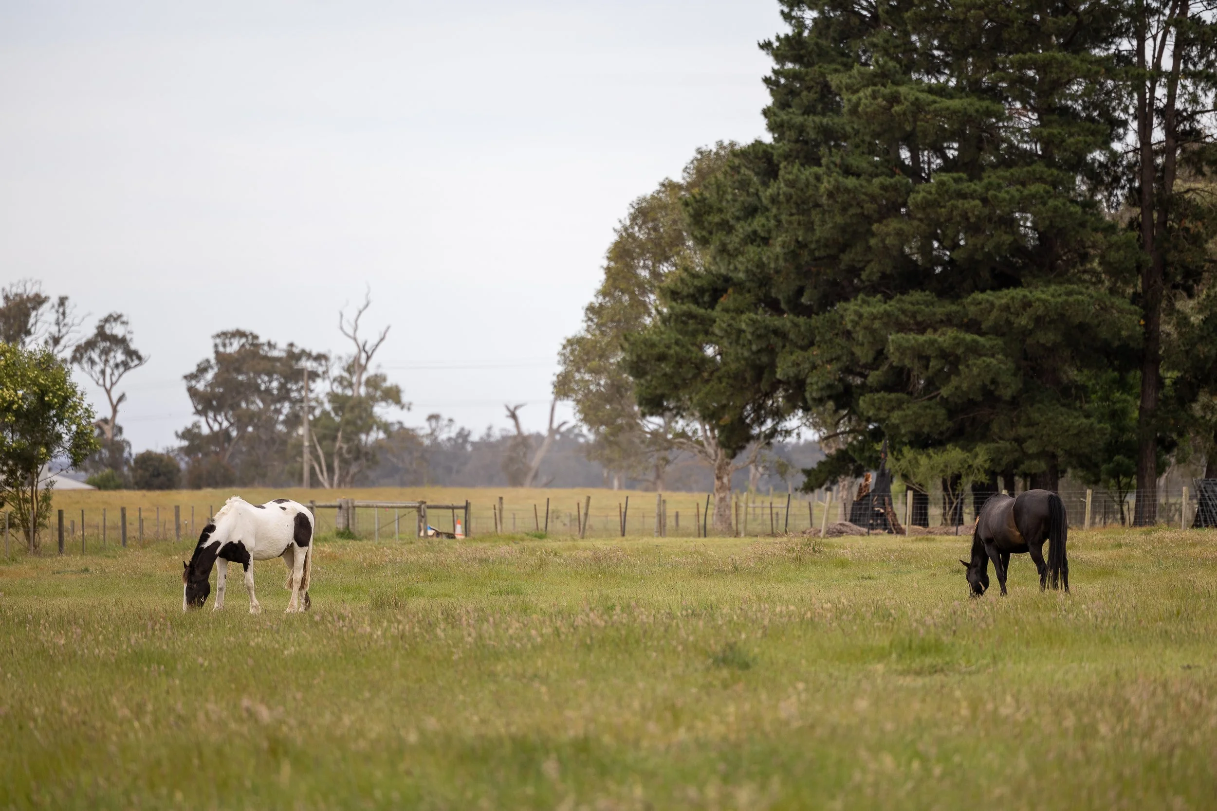 A field with two horses, one white with black spots and the other dark brown, grazing near trees and a fence on a cloudy day.