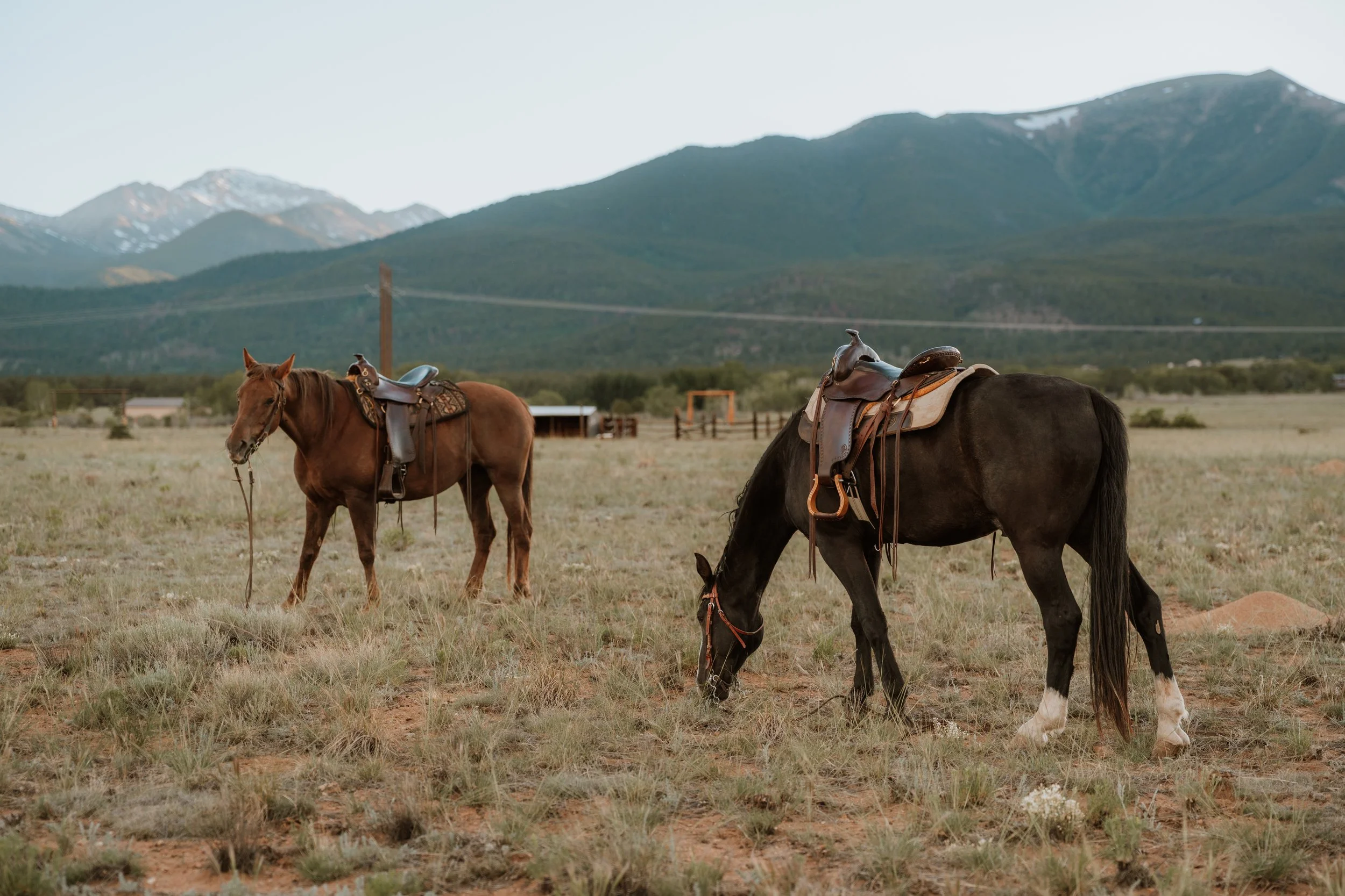 Horses Vista Meadows Ranch.jpg