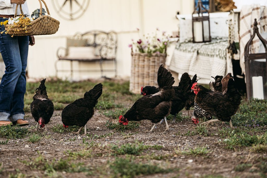 Vista Meadows Ranch Chickens.jpg