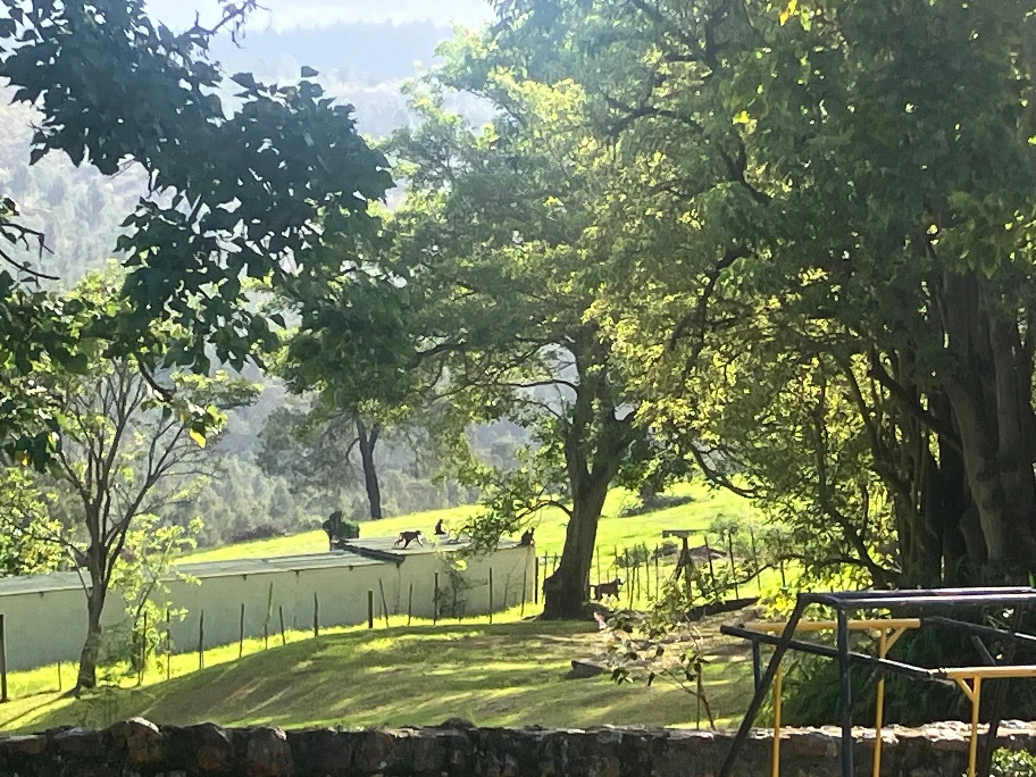 IMG_4174.jpeg