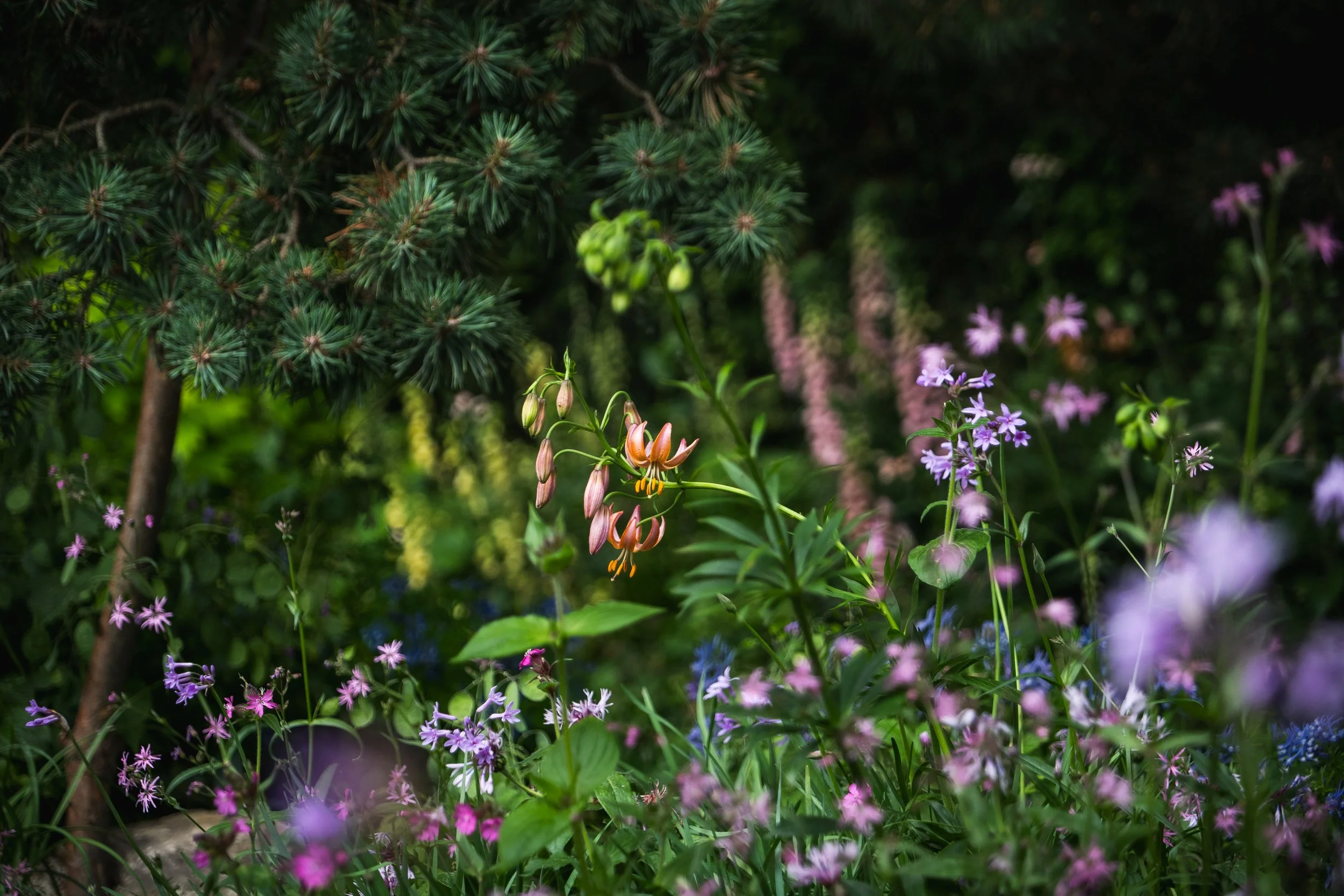 RHSChelsea24_PGB_StrokeRecovery_MattGreenwell-4609.jpg